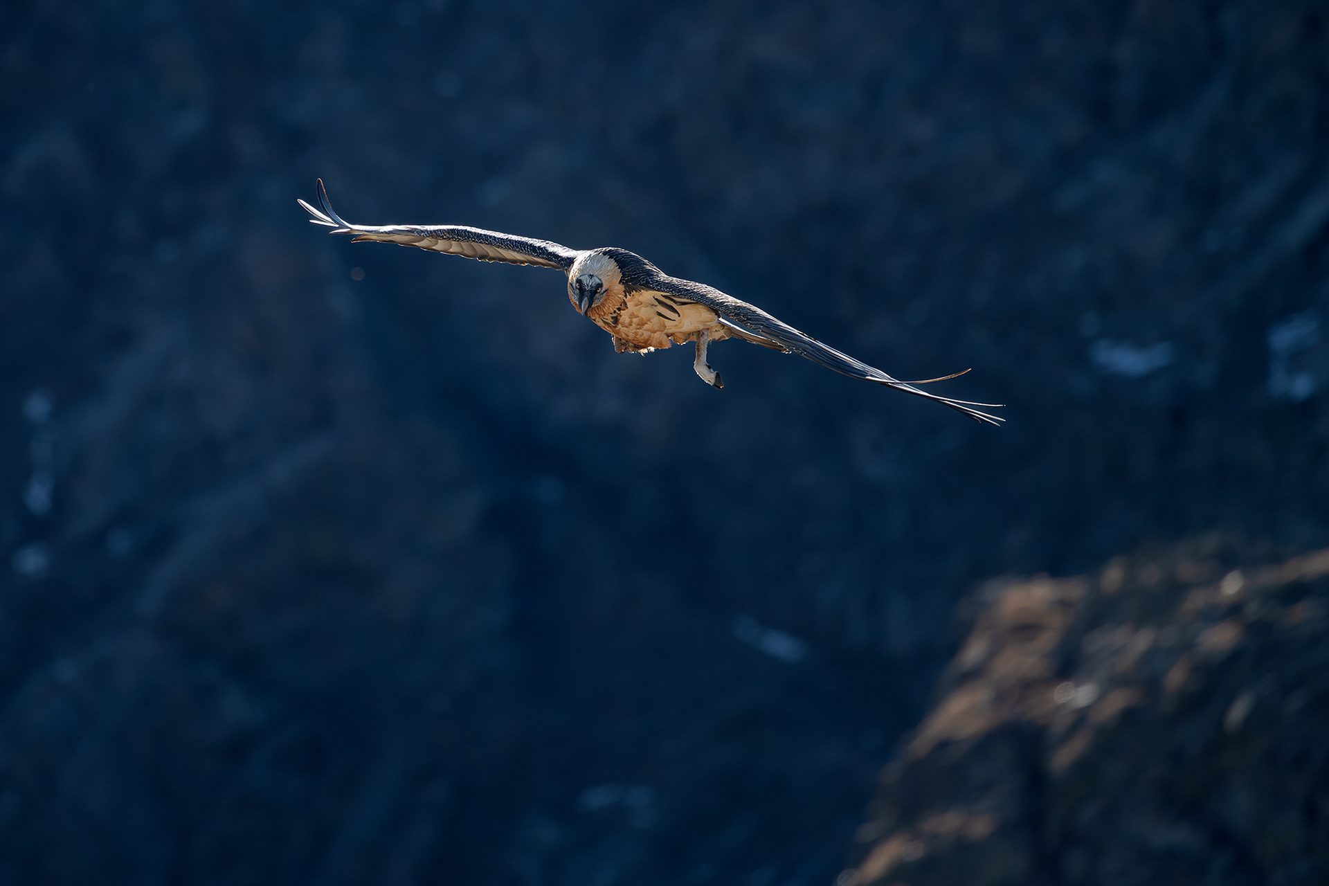 ..gipeto adulto con il suo osso..