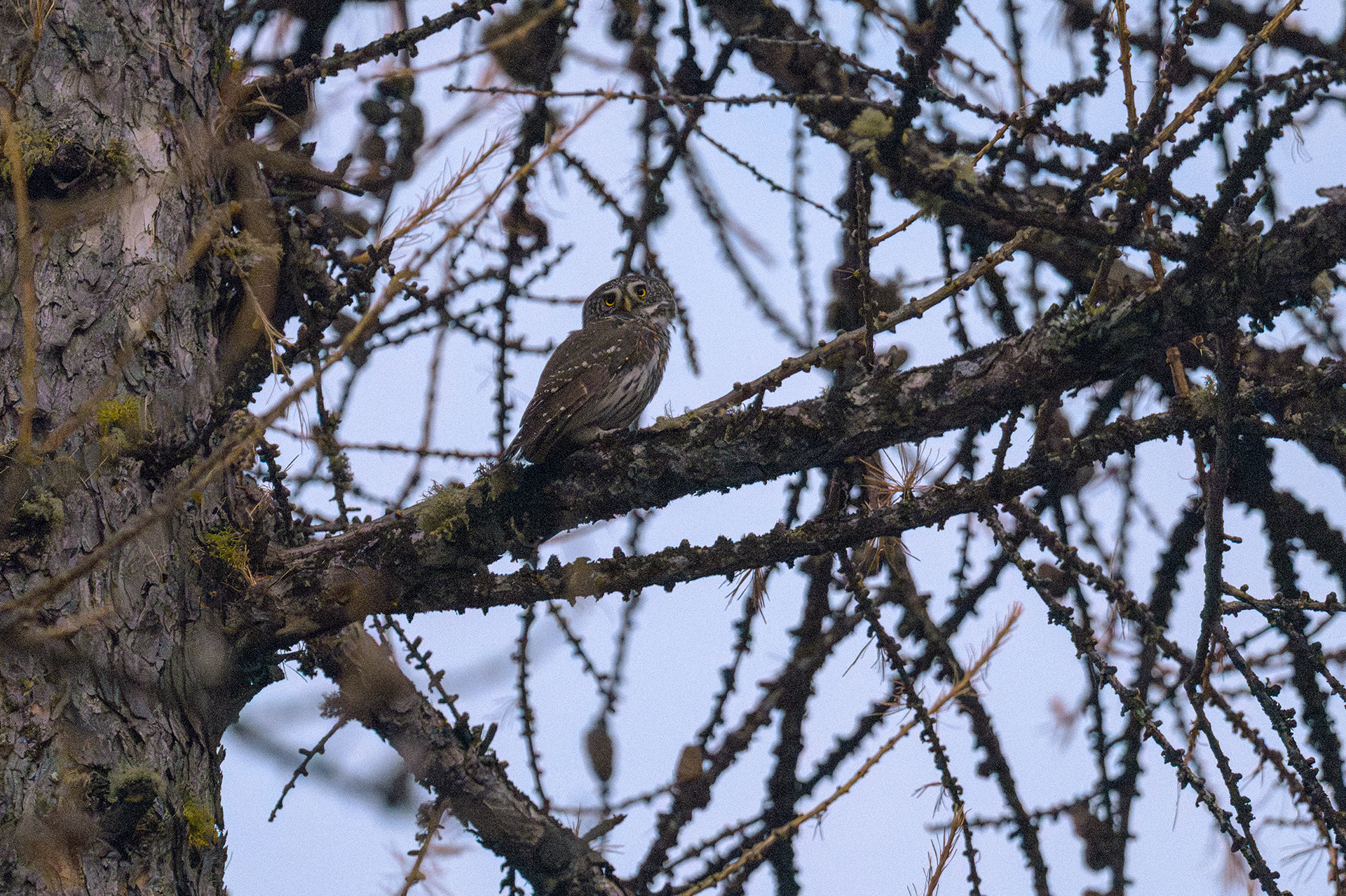 Civetta nana - Alpi Marittime