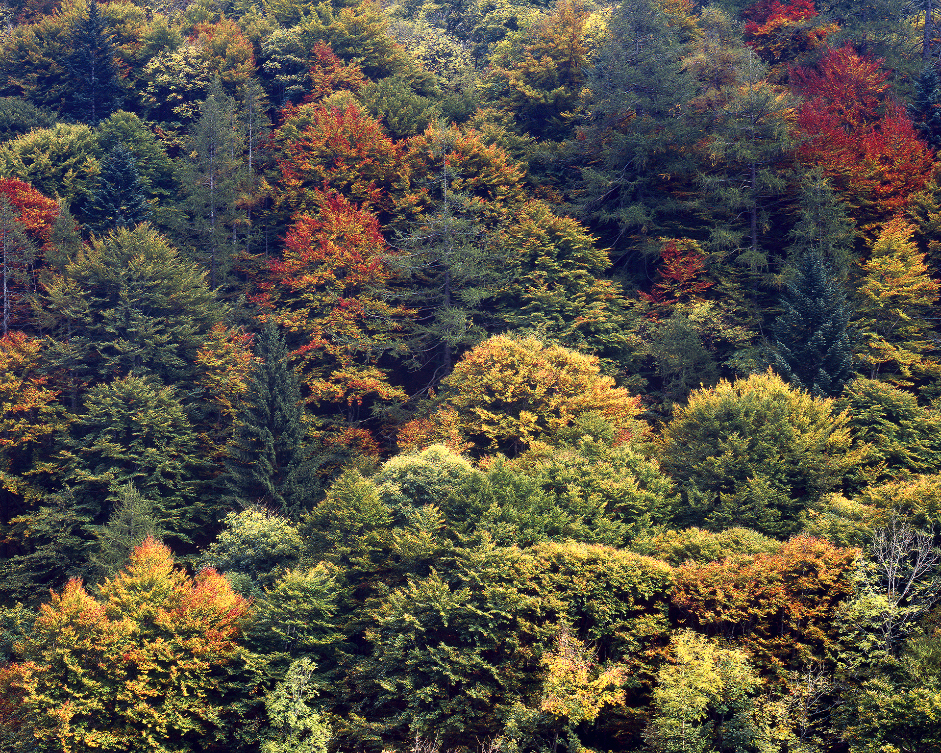 Valle Gesso autunno - Fuji Provia 100 4x5