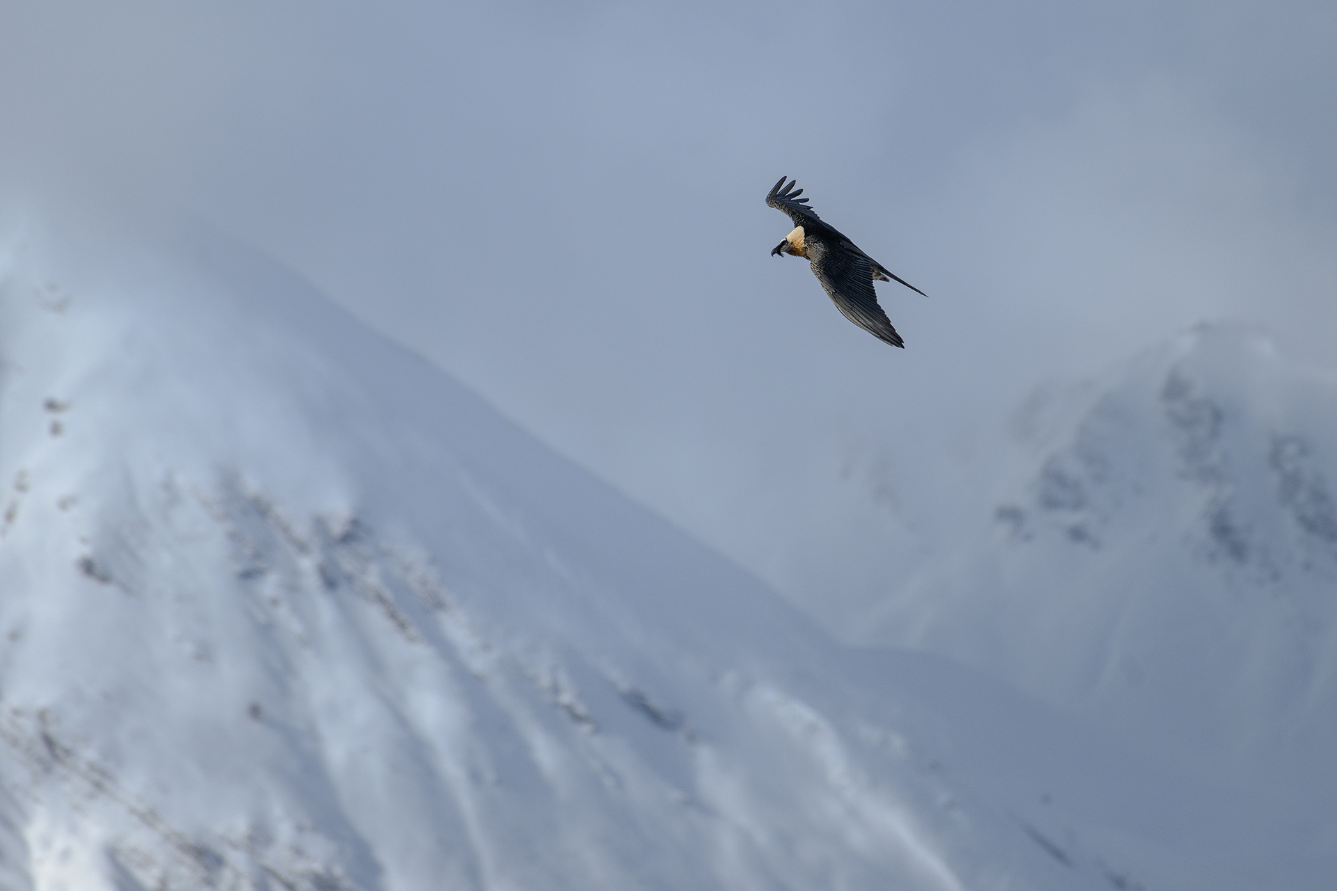 gipeto adulto su montagne con abito pienamente invernale