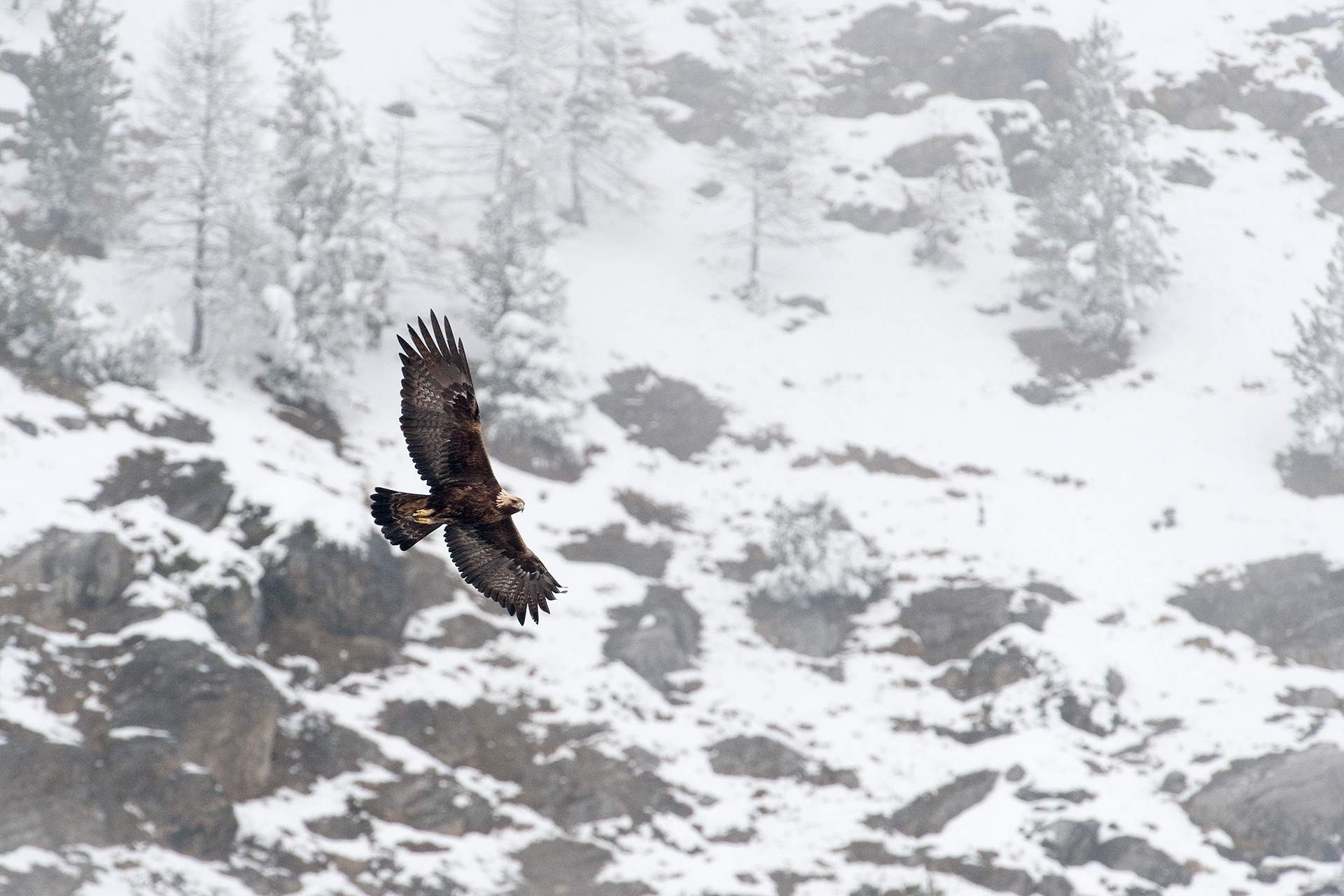 Aquila reale in ambiente innevato