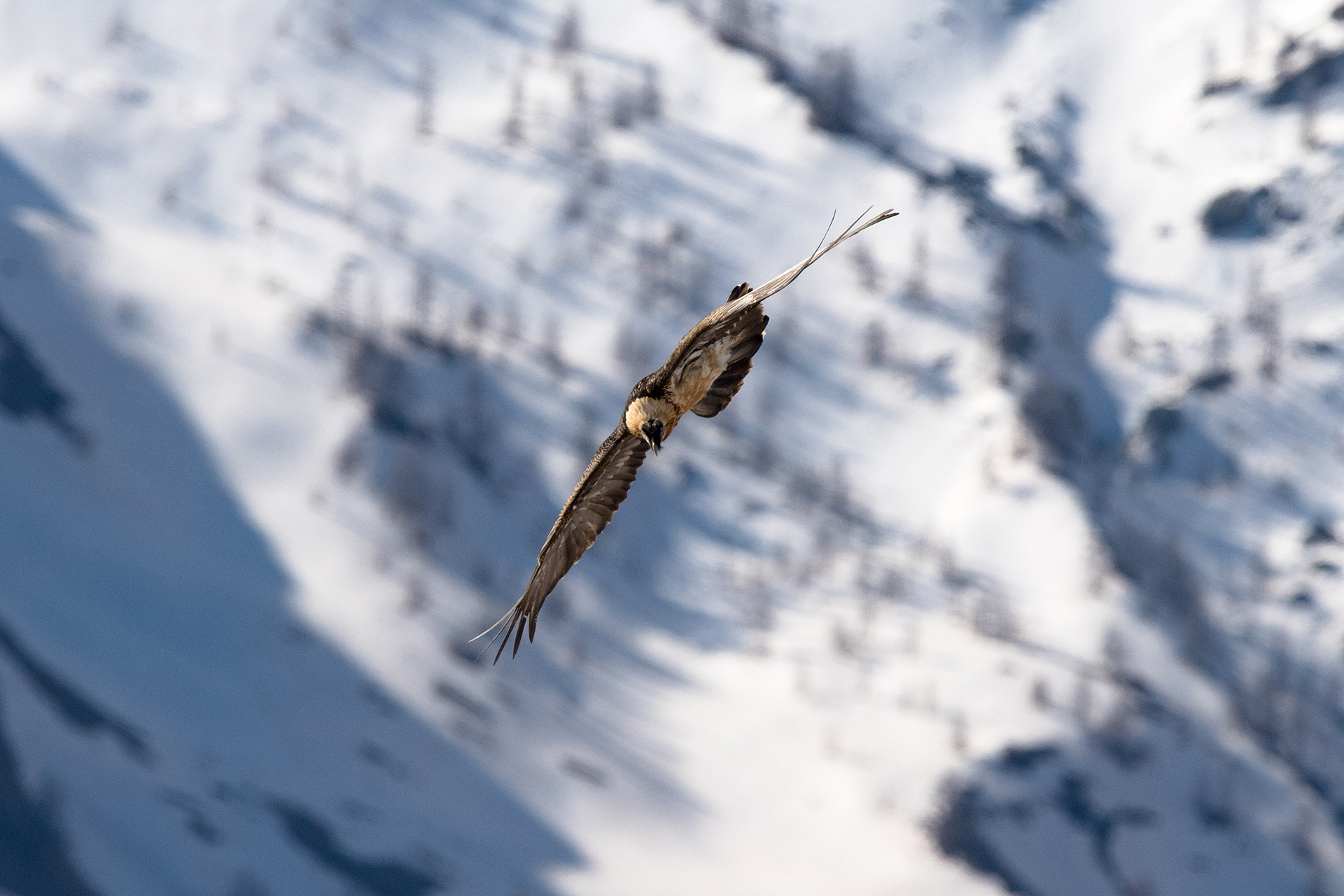 Gipeto, Alpi fotografia di uno dei più maestosi avvoltoi europei