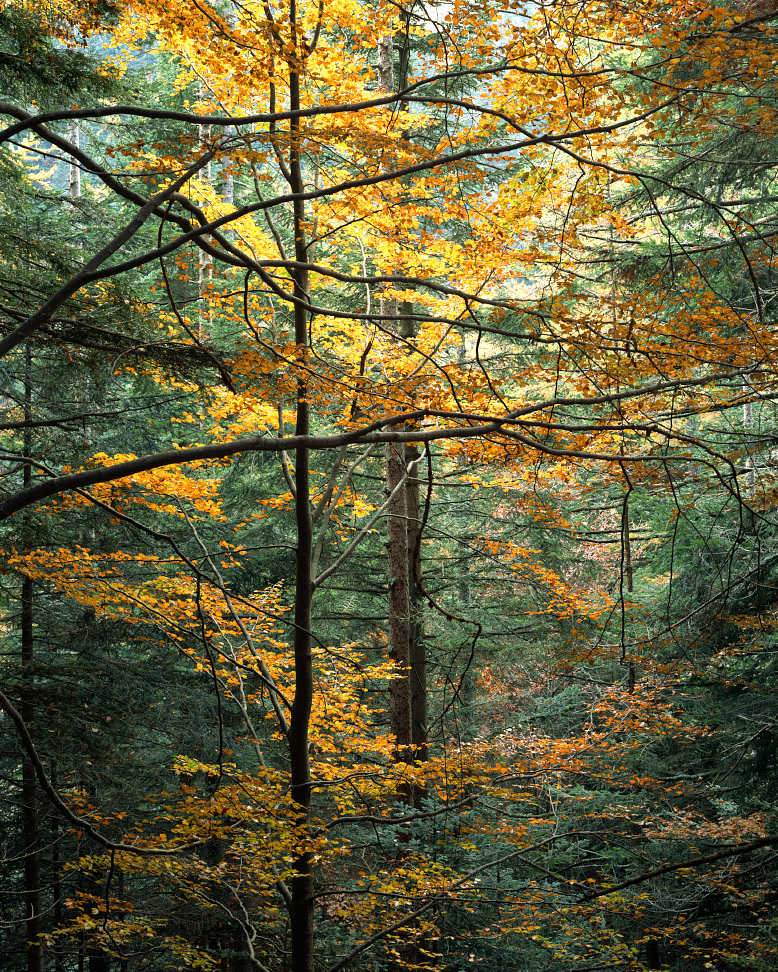 Particolare bosco d'autunno, valle Gesso - Fuji Velvia 50 4x5