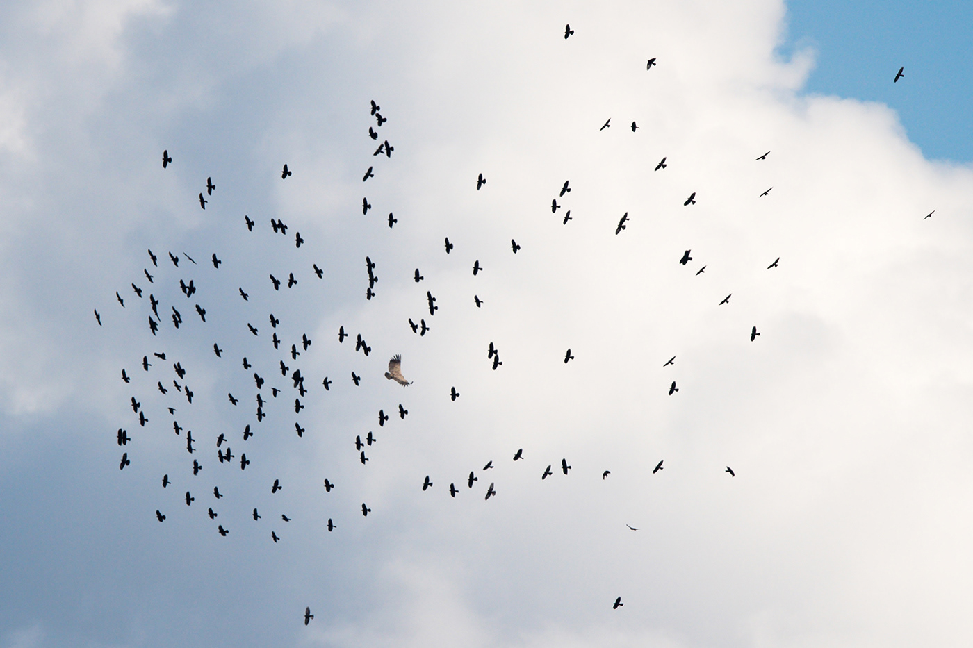 Gracchio alpino e grifone