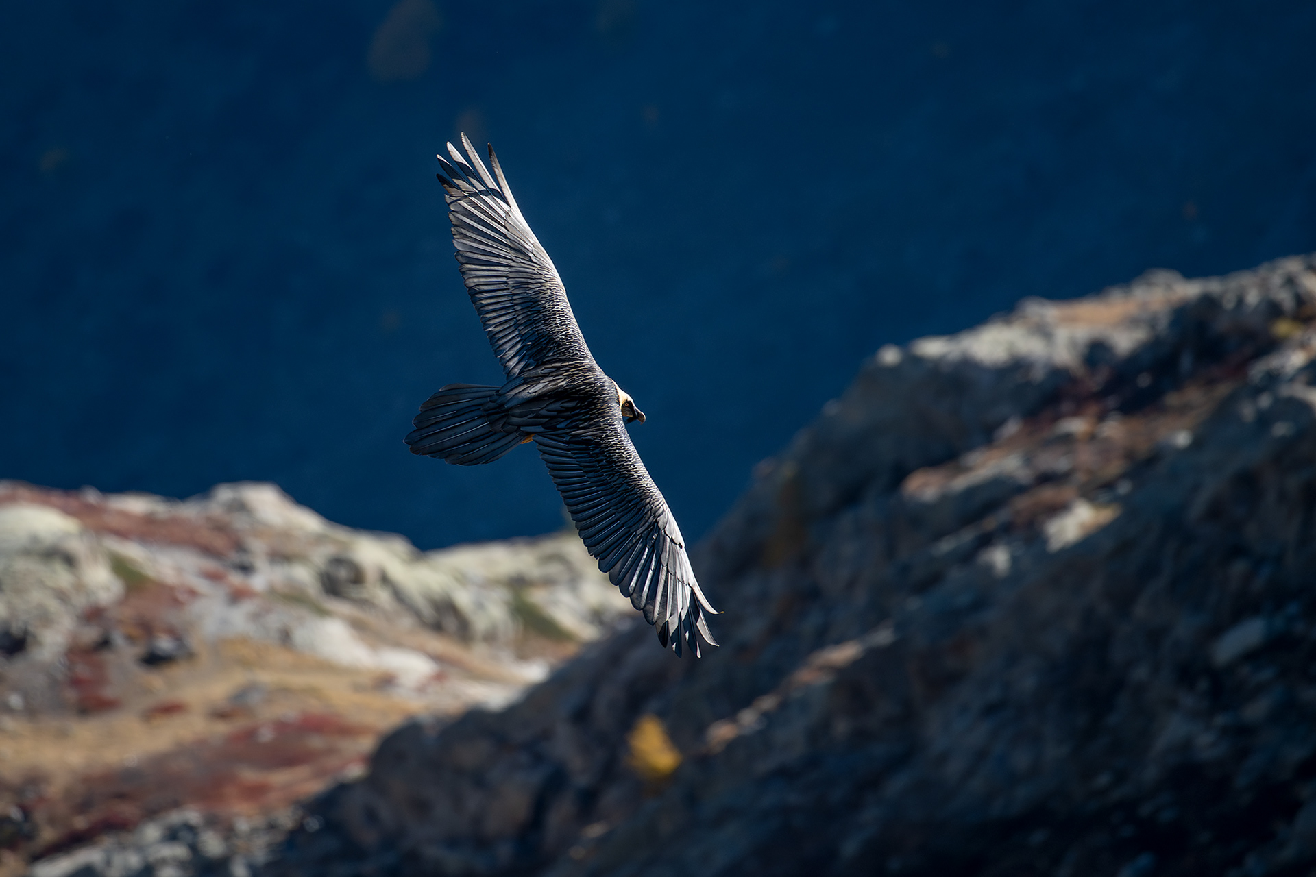 ..gipeto adulto e colori autunnali..