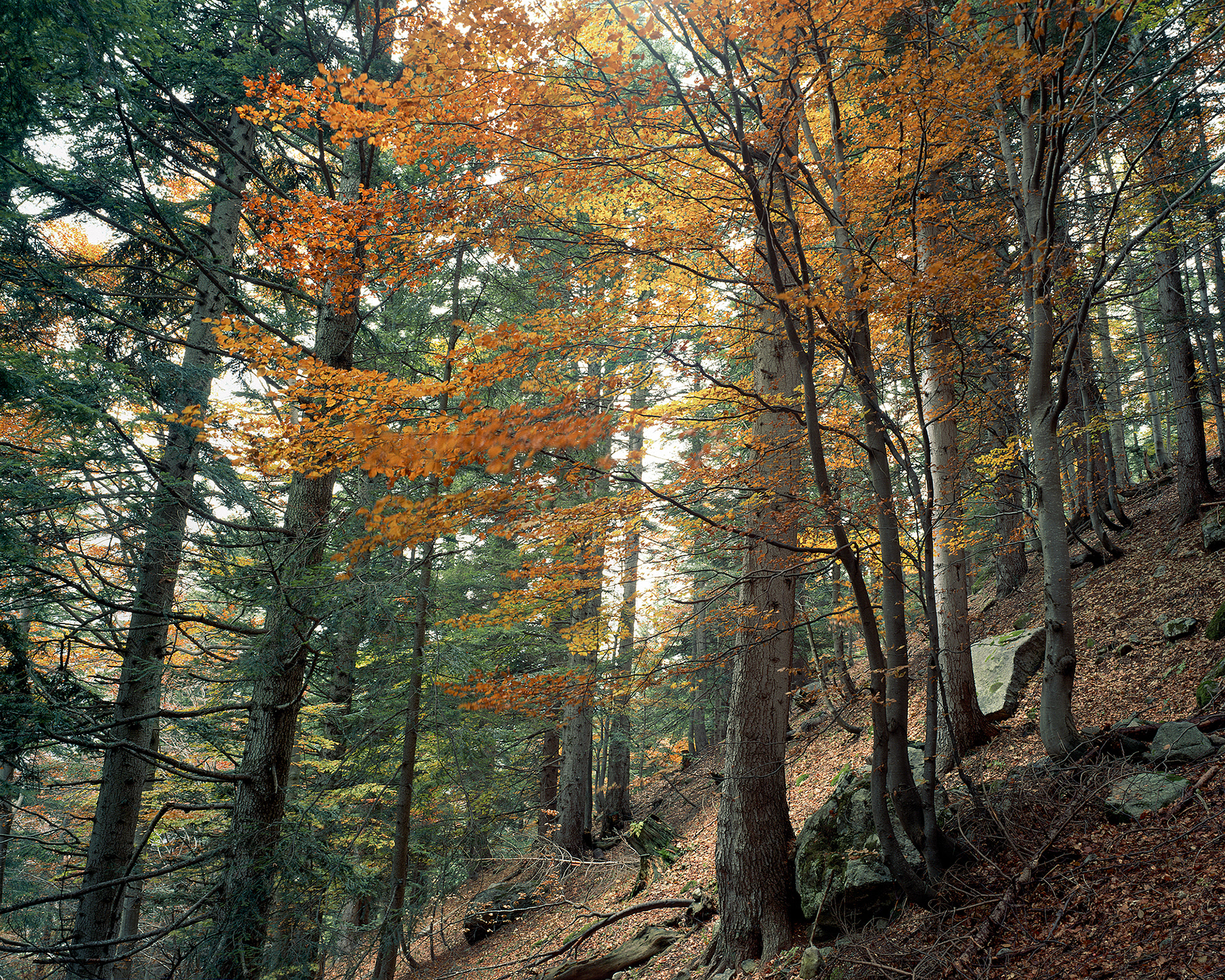Bosco misto d'autunno, valle Gesso - Fuji Velvia 50 4x5