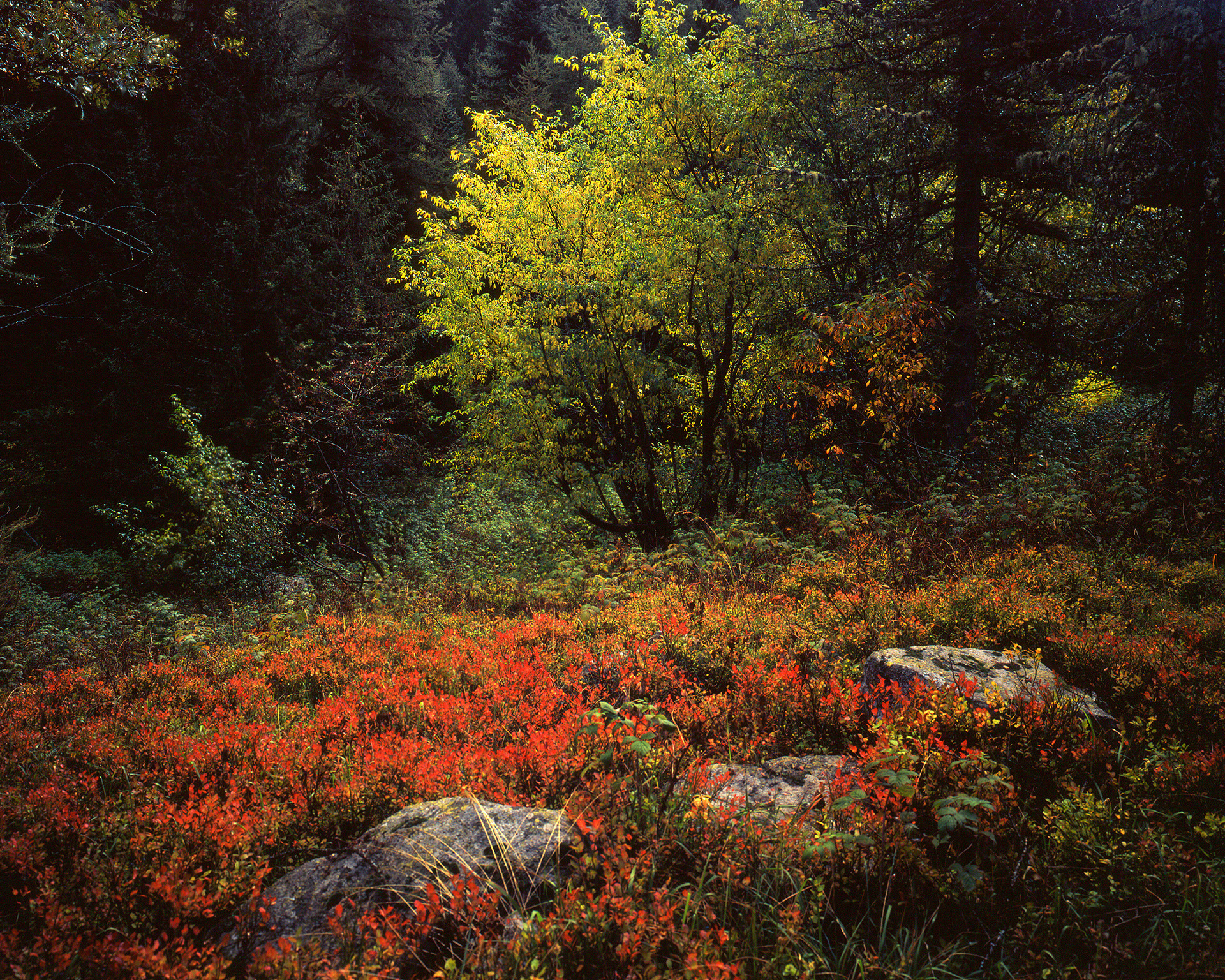 Valle Stura di Demonte, autunno Fui Velvia 50 4x5
