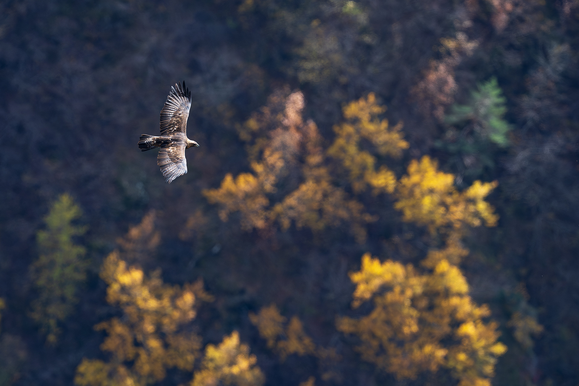 ..un adulto di aquila reale domina dall'alto i boschi dai colori accesi..