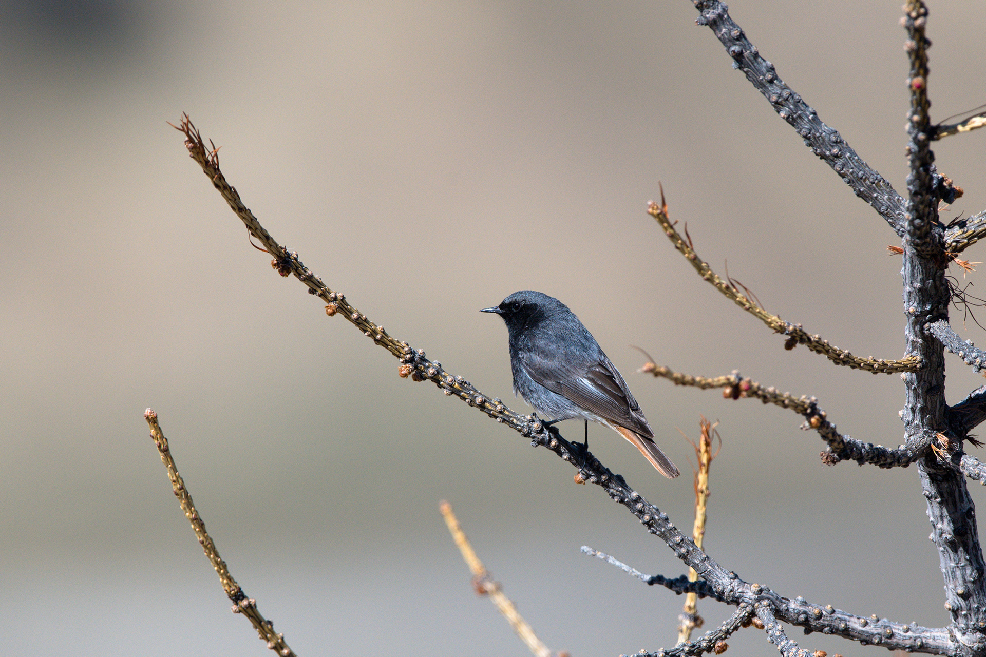 Codirosso spazzacamino