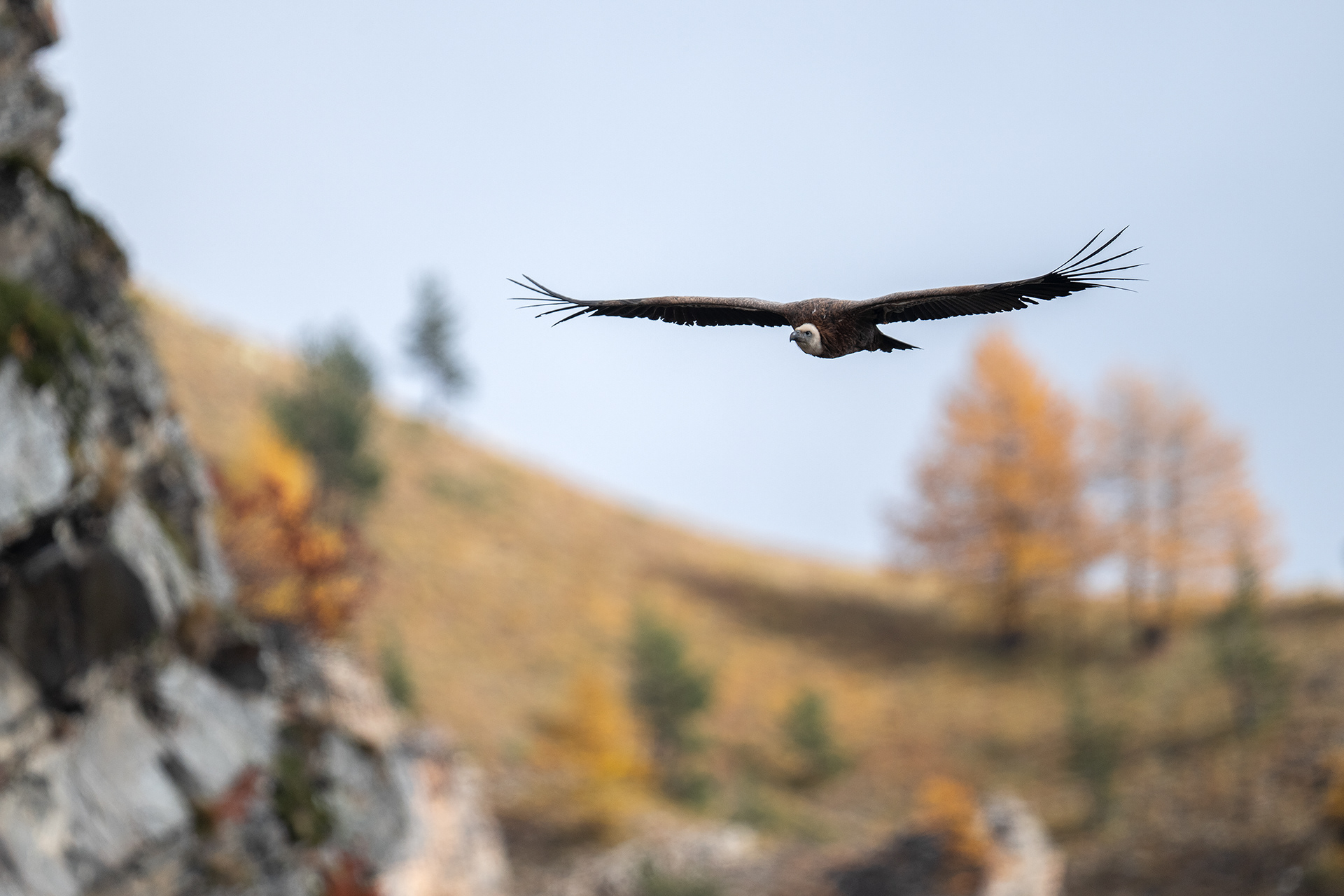 ..grifone d'autunno..