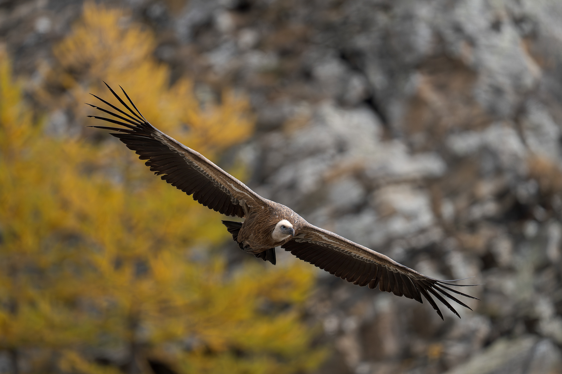 ..grifone ultimi avvistamenti stagionali..
