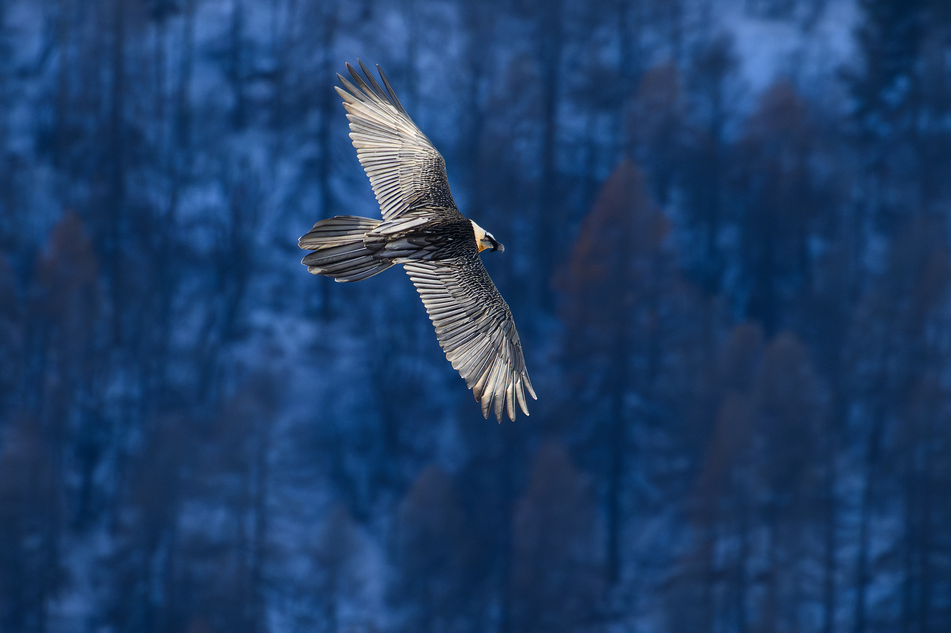 un gipeto adulto vola sullo sfondo dei larici ormai spogli di aghi dopo la prima seria nevicata stagionale