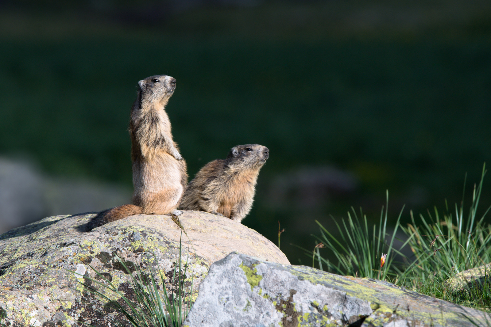 Fotografia di marmotta alpina