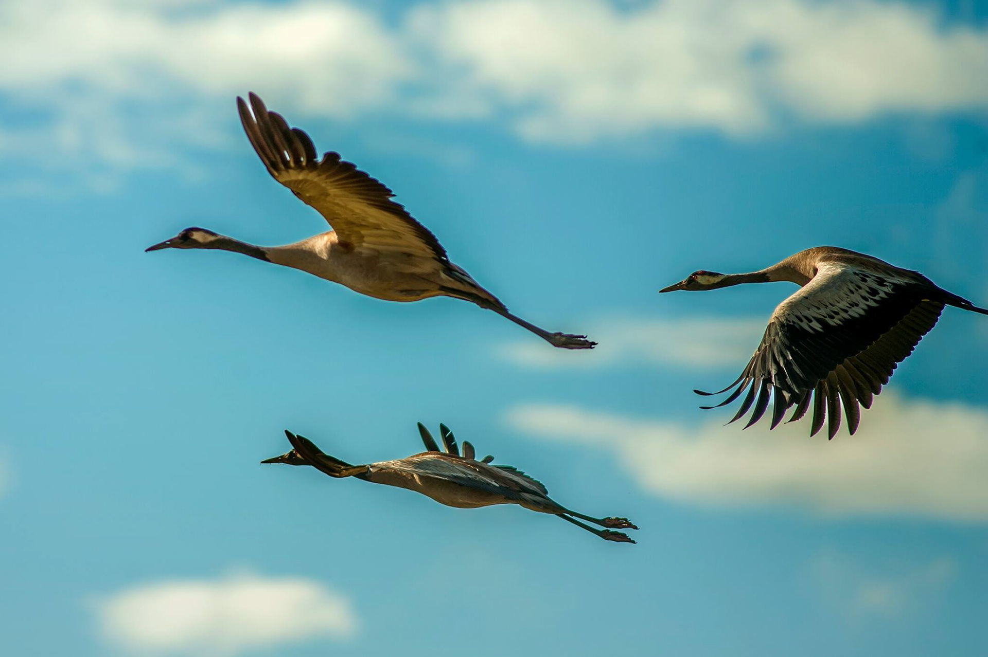 Tranor (Grus grus)