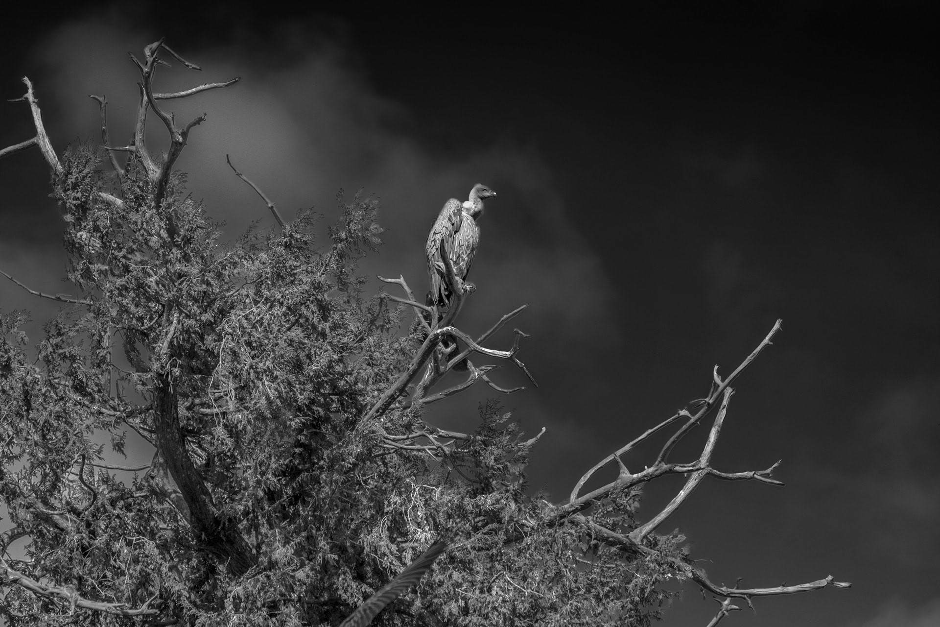 En Gåsgam (Gyps fulvus) vakar över en kyrka i Gondar, Etiopien.