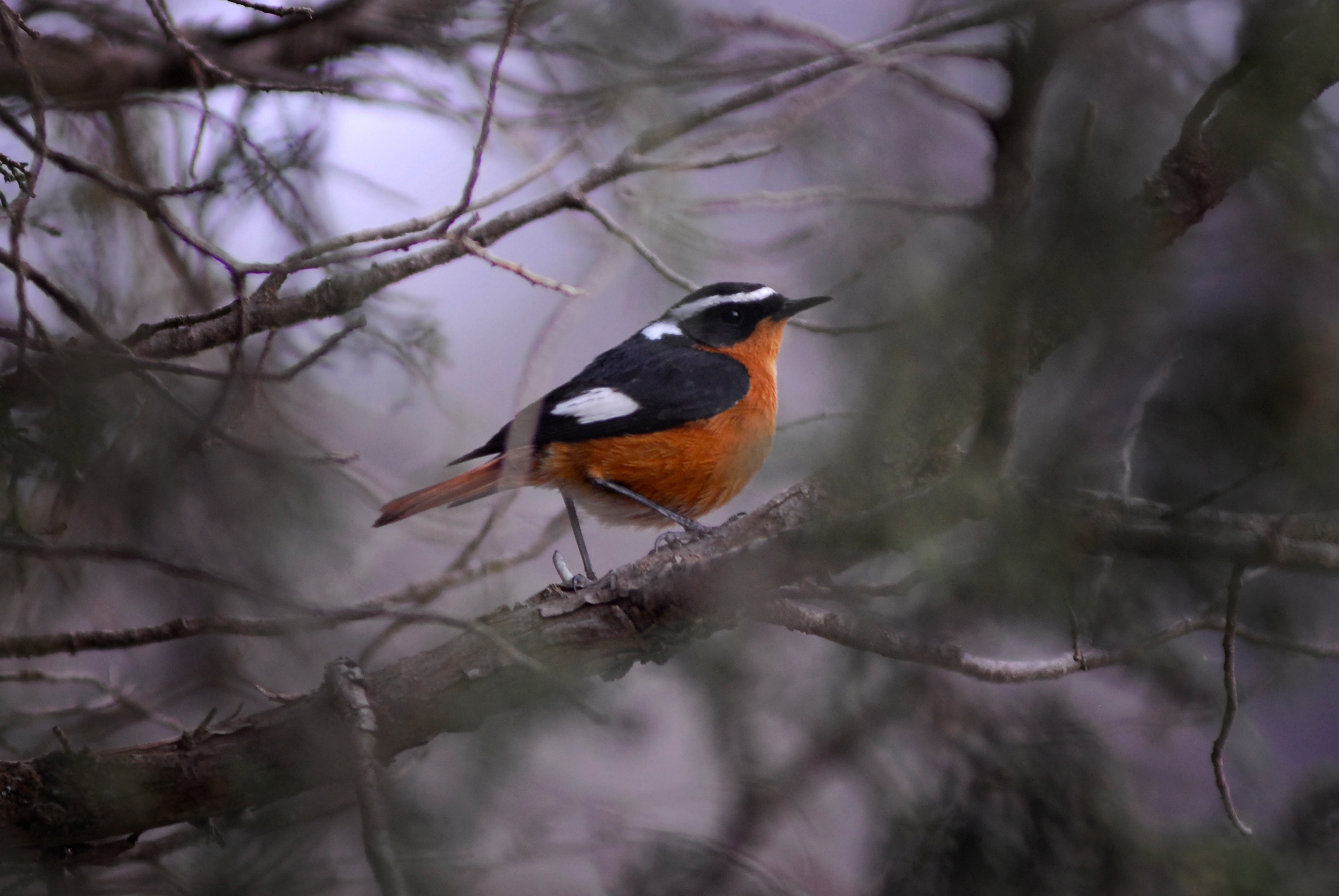 Diademrödstjärt (Phoenicurus moussieri) i Atlasbergen