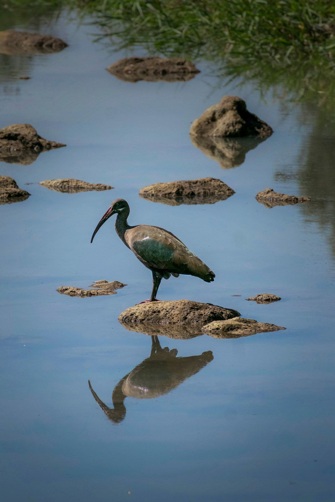 En Hadada ibis (Bostrychia hagedash) i Blå Nilen