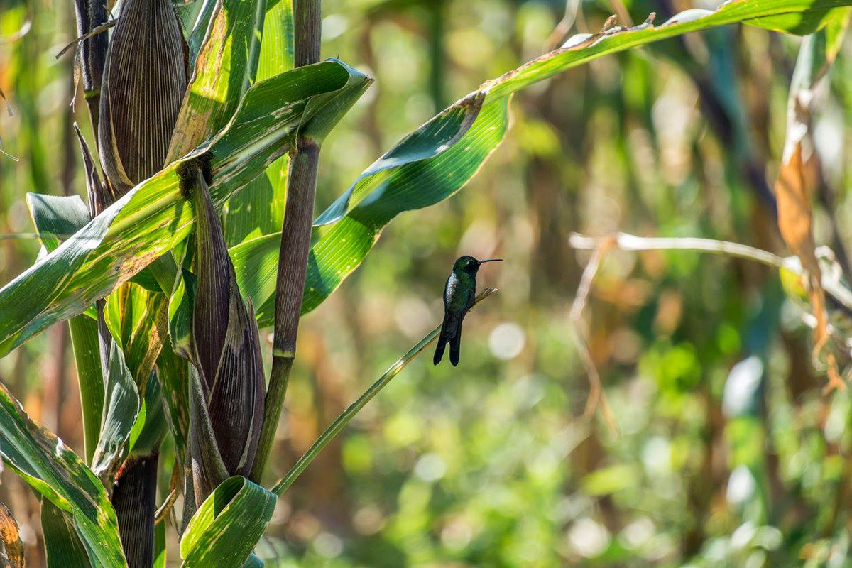 En annan sagolikt vacker skapelse är denna med det engelska namnet Cuban Emerald Hummingbird eller Kubasmaragd på svenska (Chlorostilbon ricordii).