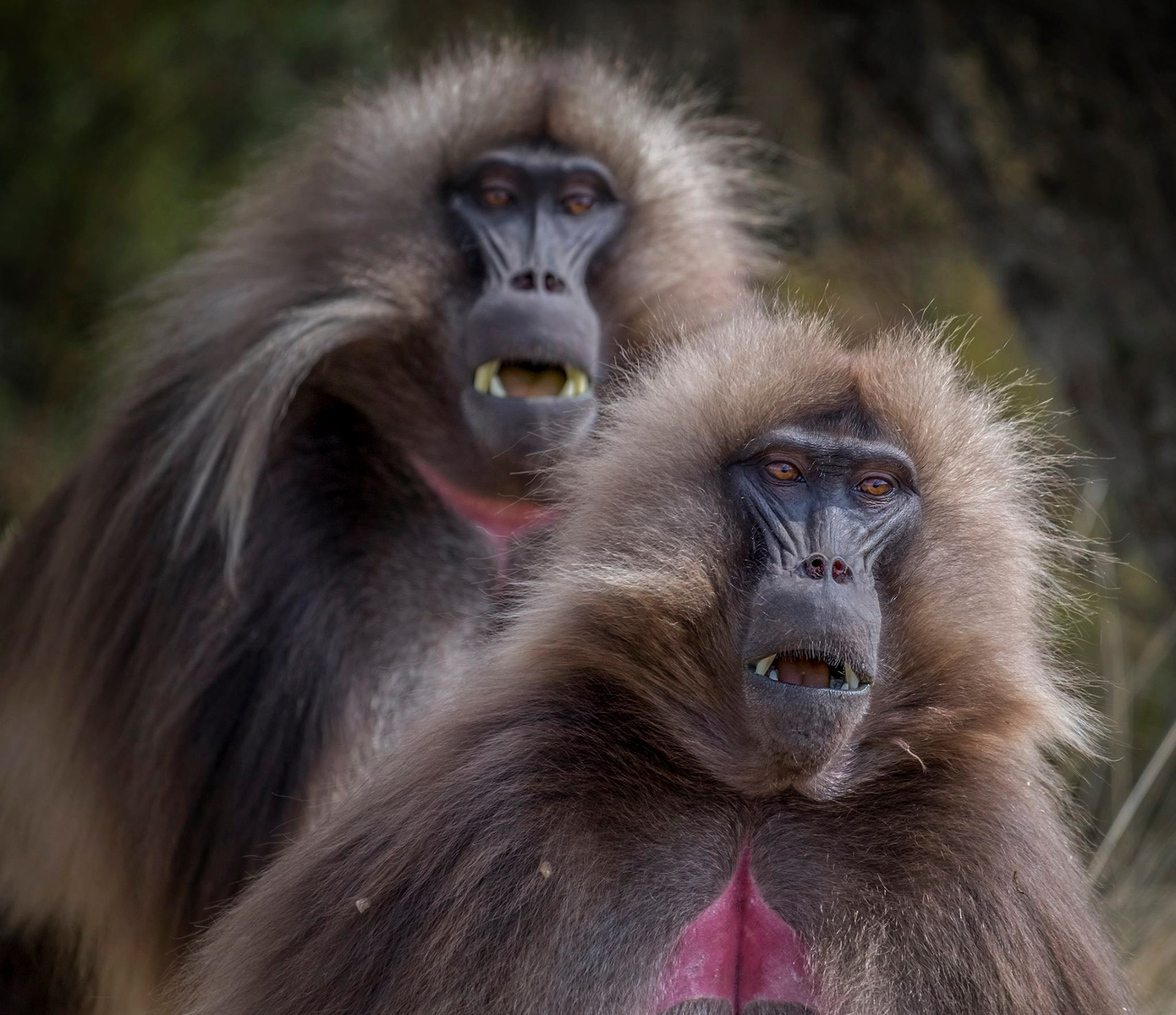 Gelada (Theropithecus gelada). En endemisk art som enbart finns i Simienbergen, Etiopien.