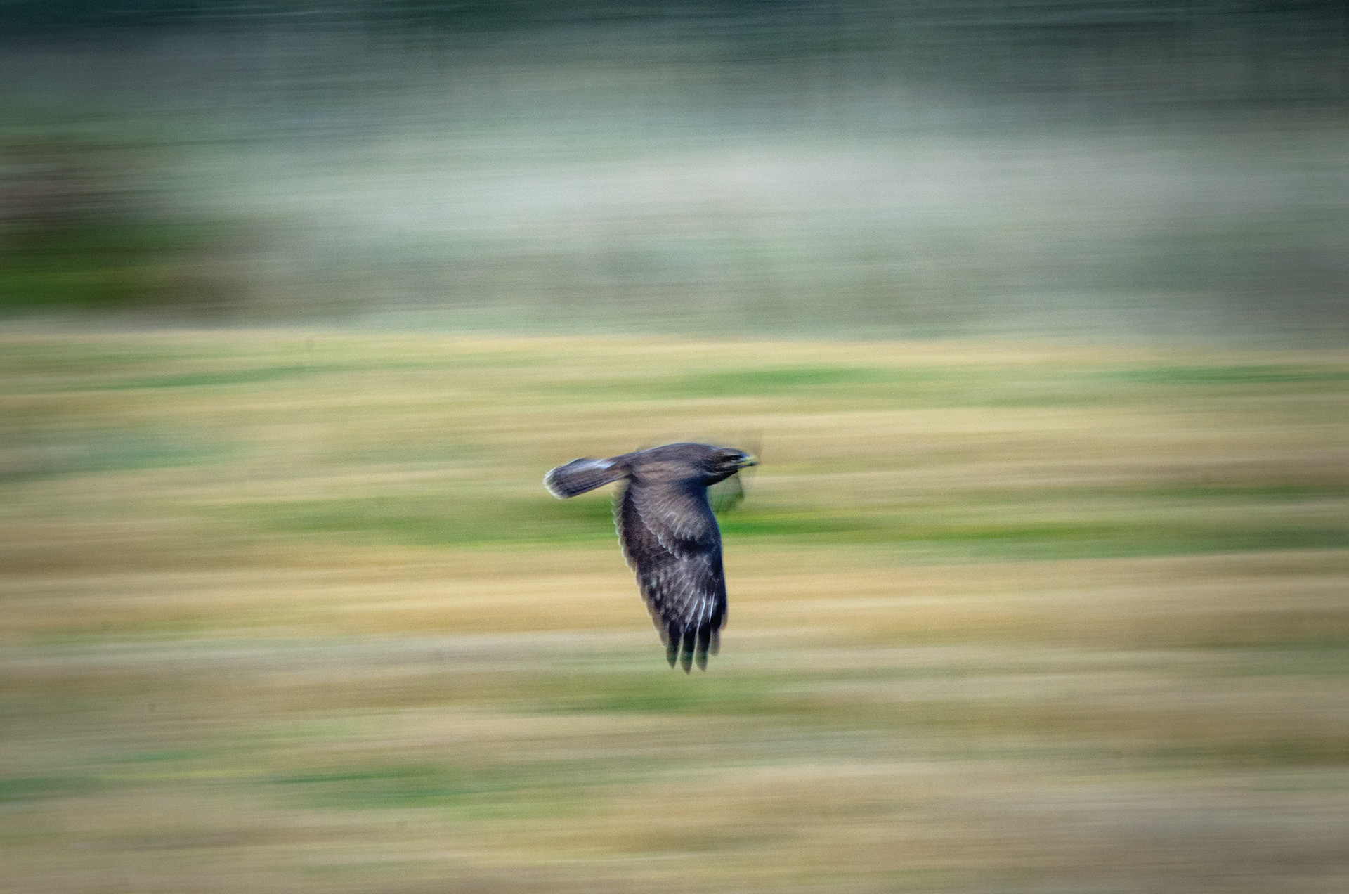Ormvråk (Buteo buteo)