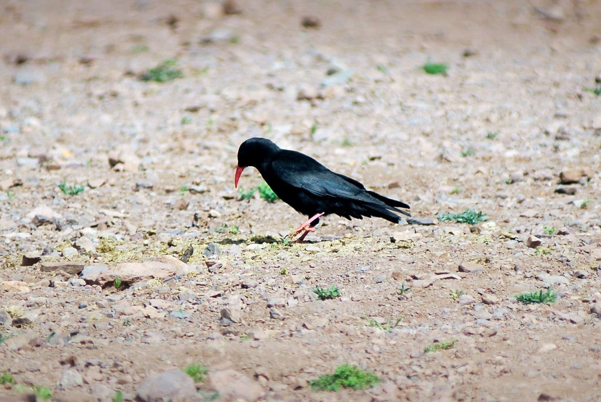 Alpkråka (Pyrrhocorax pyrrhocorax)