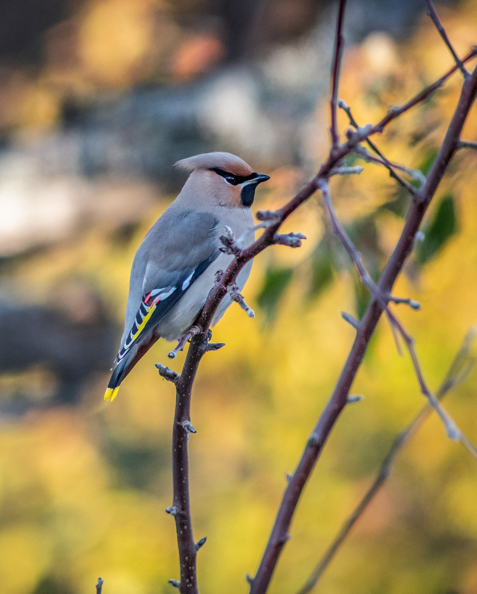 Sidensvans (Bombycilla garrulus)