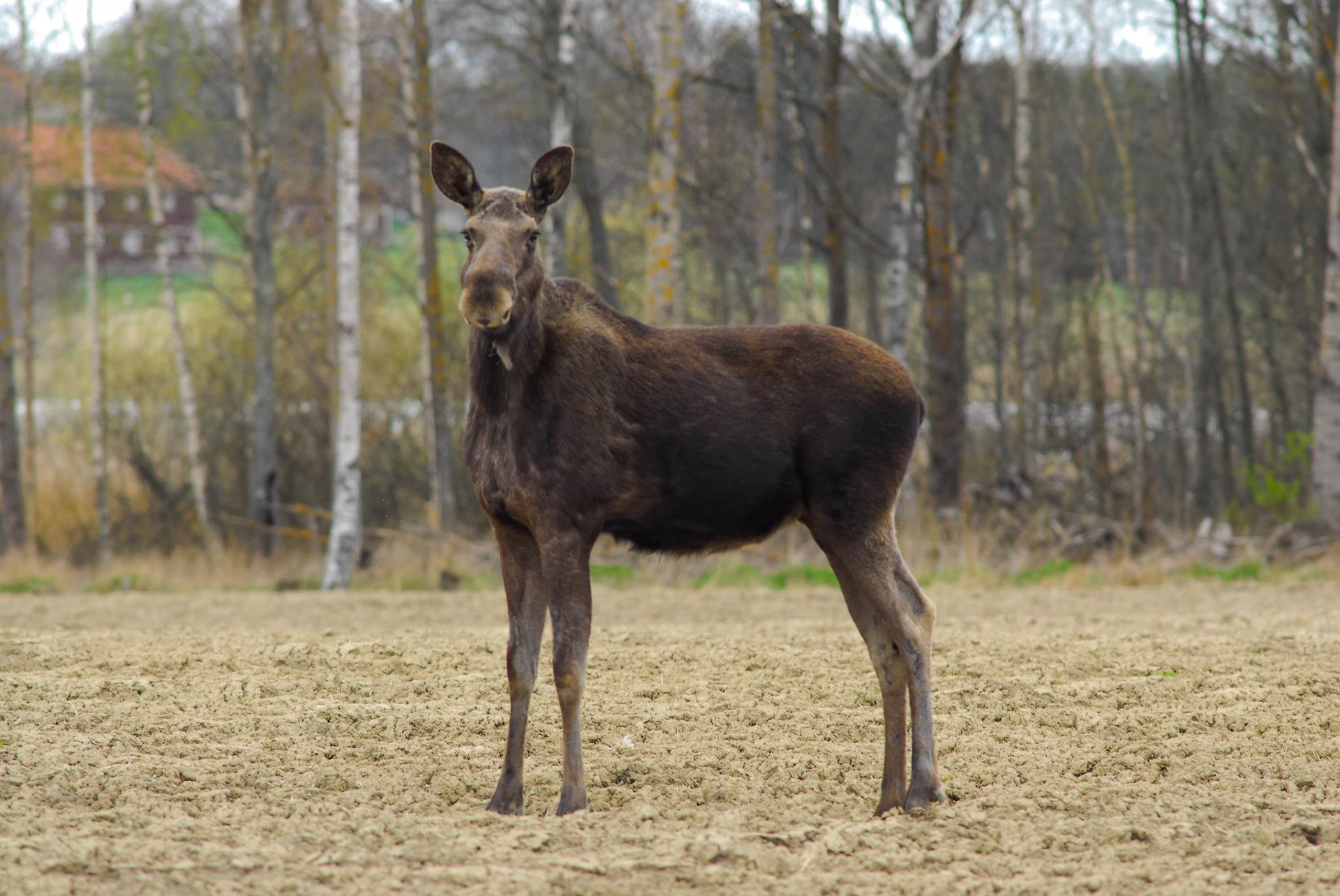 Älg (Alces alces)