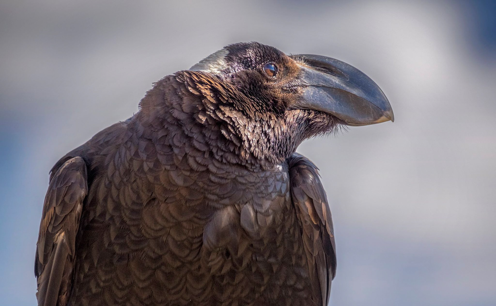 Tjocknäbbad korp (Corvus crassirostris) En fågel som var en ständig följeslagare i bergen. En smart, kärleksfull och gigantisk kråkfågel som med sitt märkligt skorrande, kluckande, skrapande läte, snabbt framstod som en underhållande favorit.