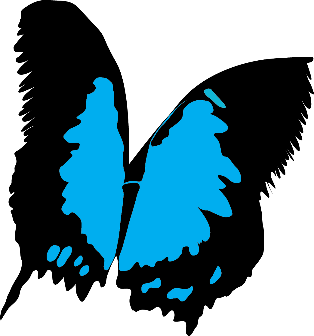 butterfly