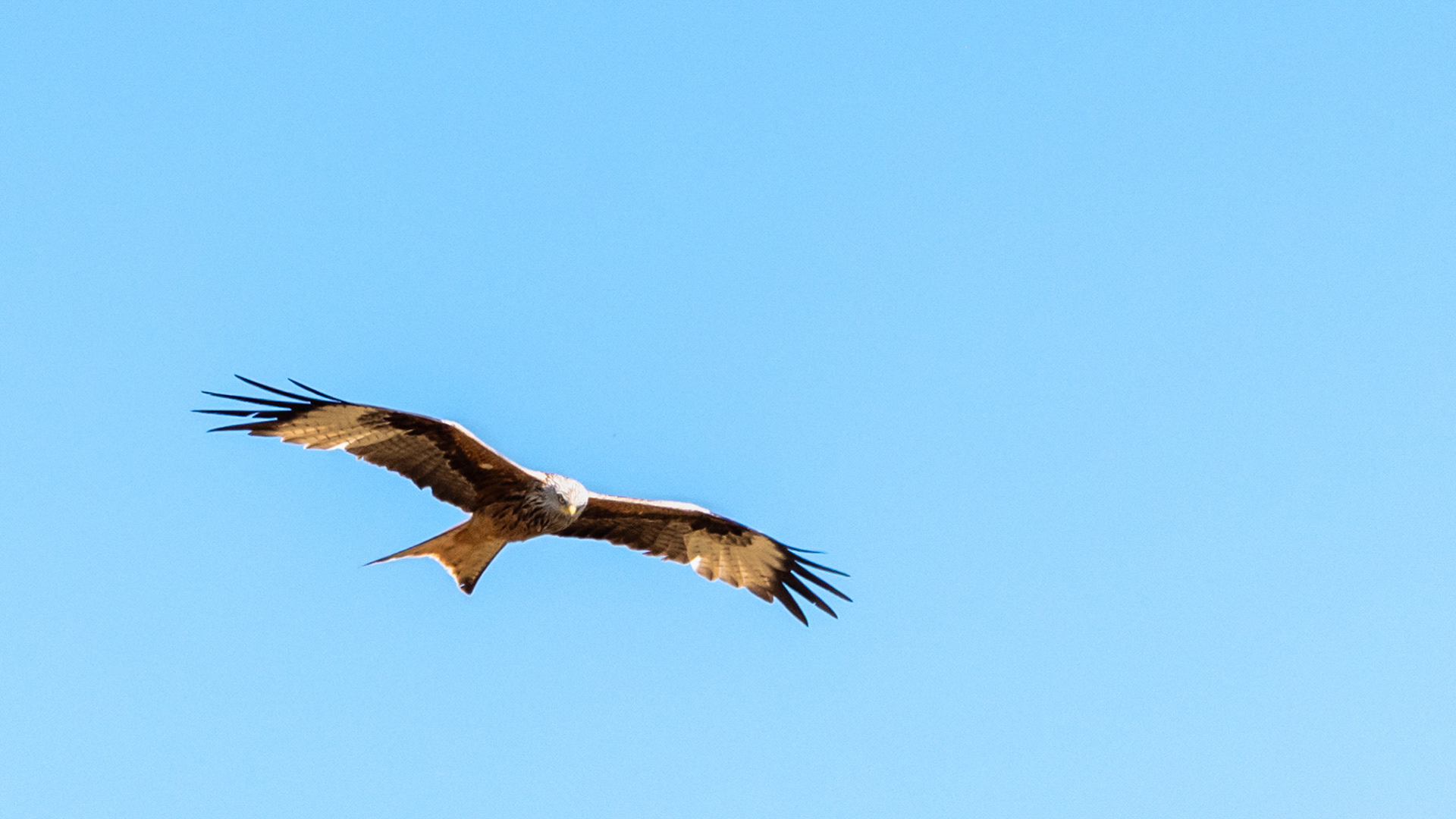 Red kite