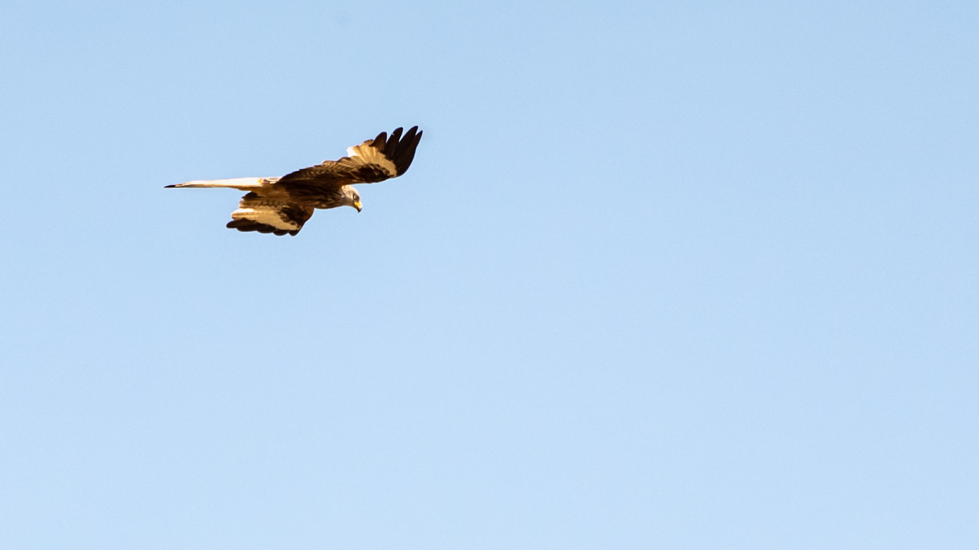 Red kite