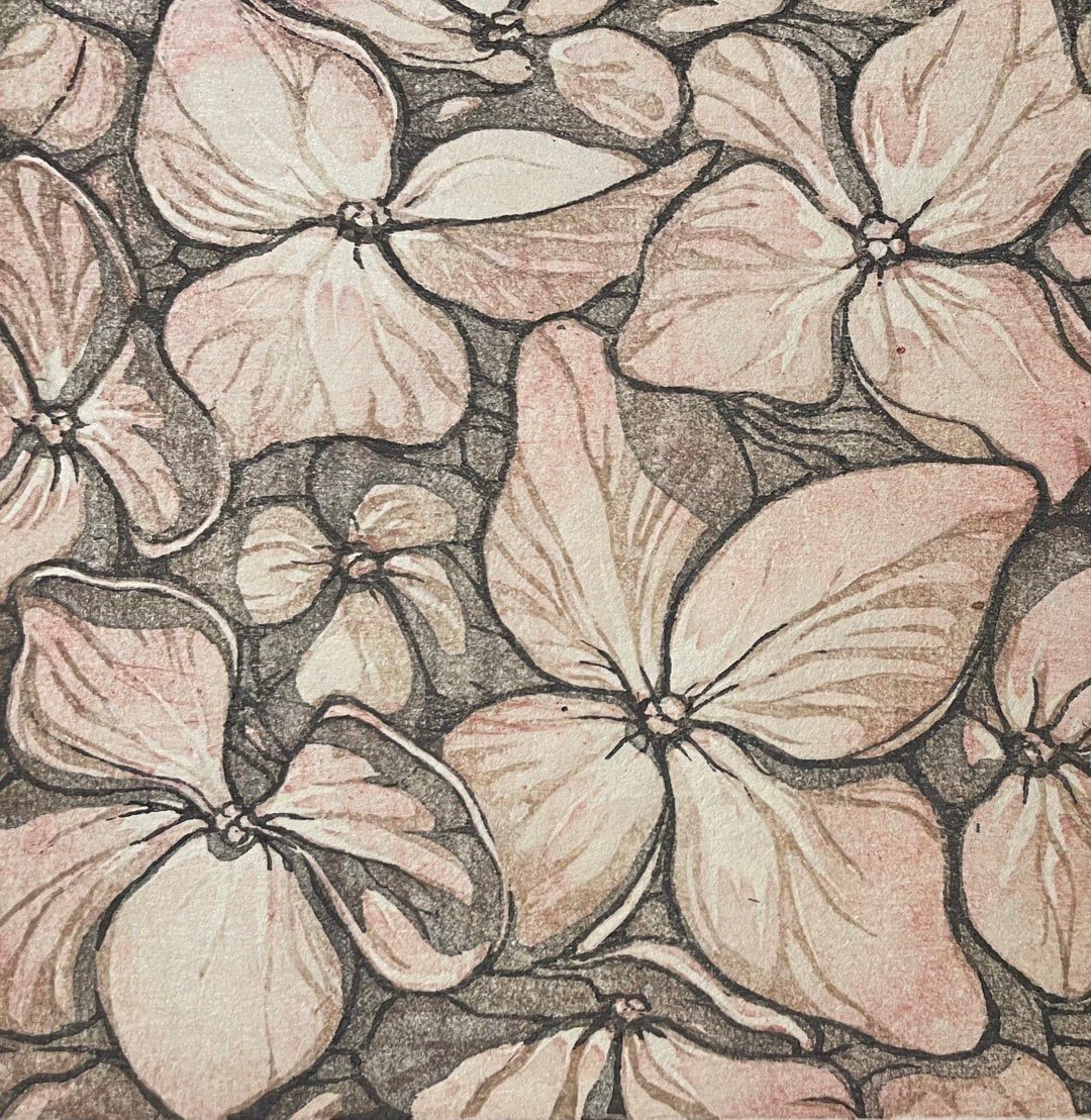 Hydrangea