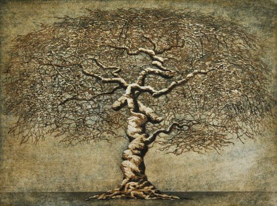 Camperdown Elm