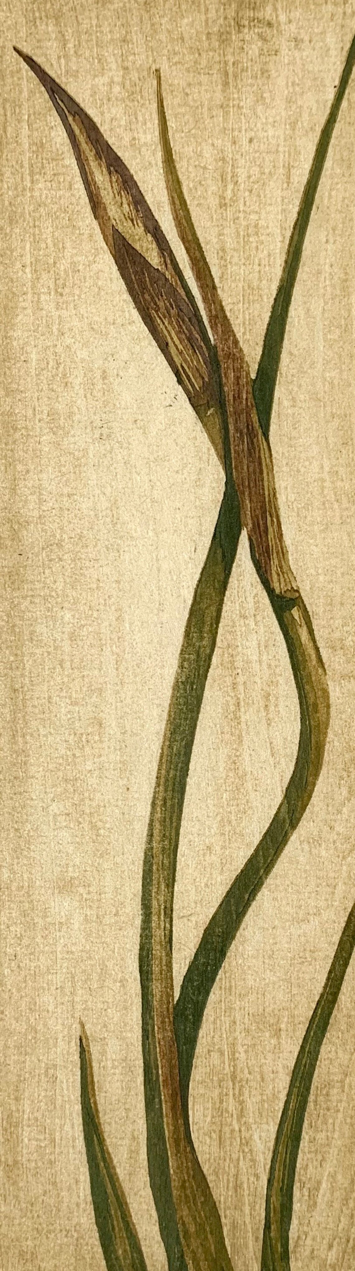 Siberian Iris