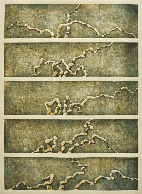 Limb Study