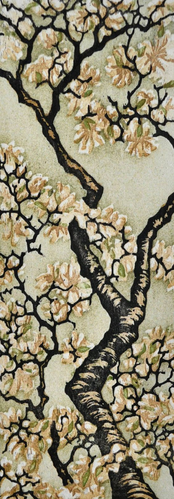 Tulip Magnoia