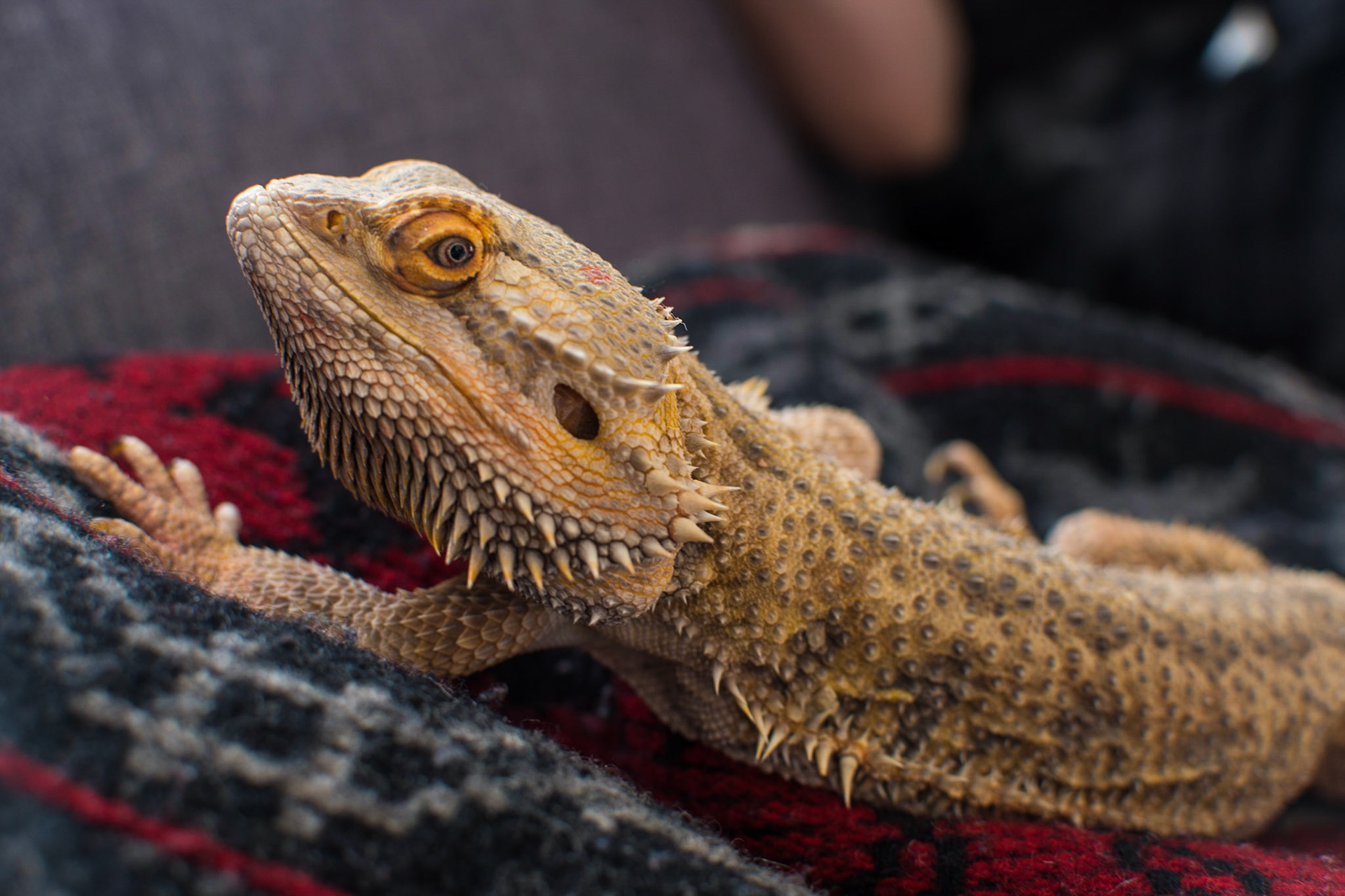 REPTAR