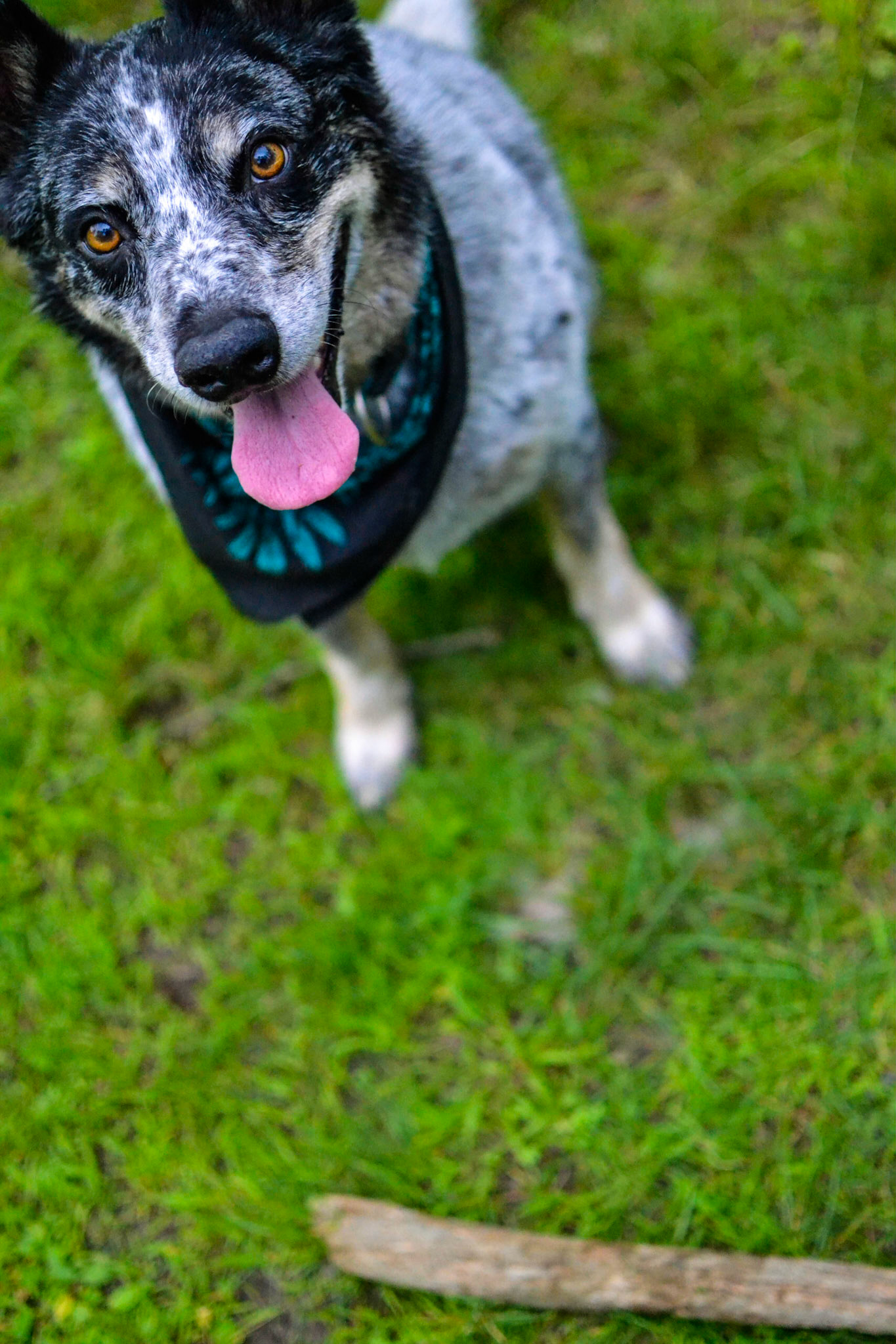 HANK