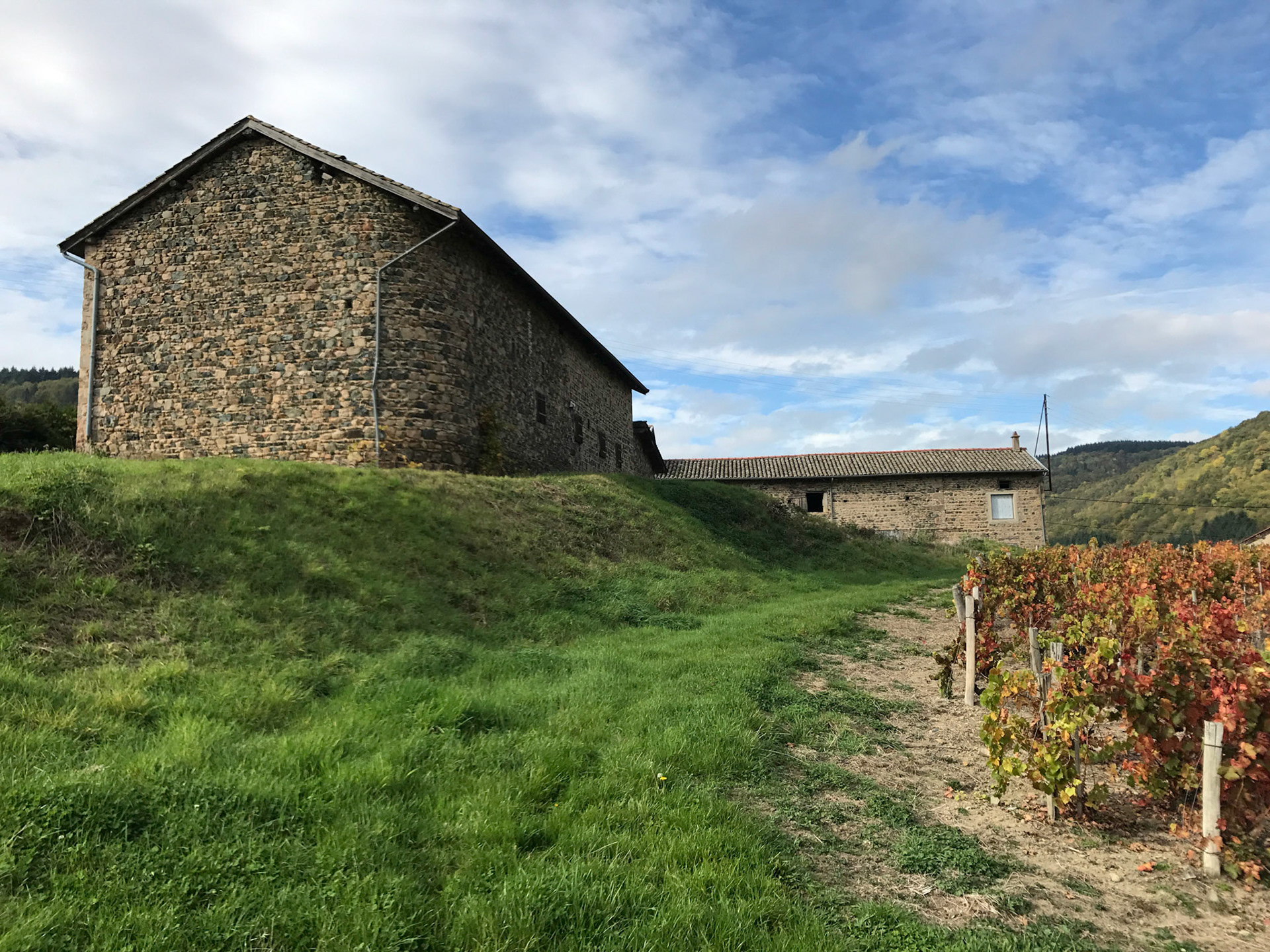 De la vigne au cuvage