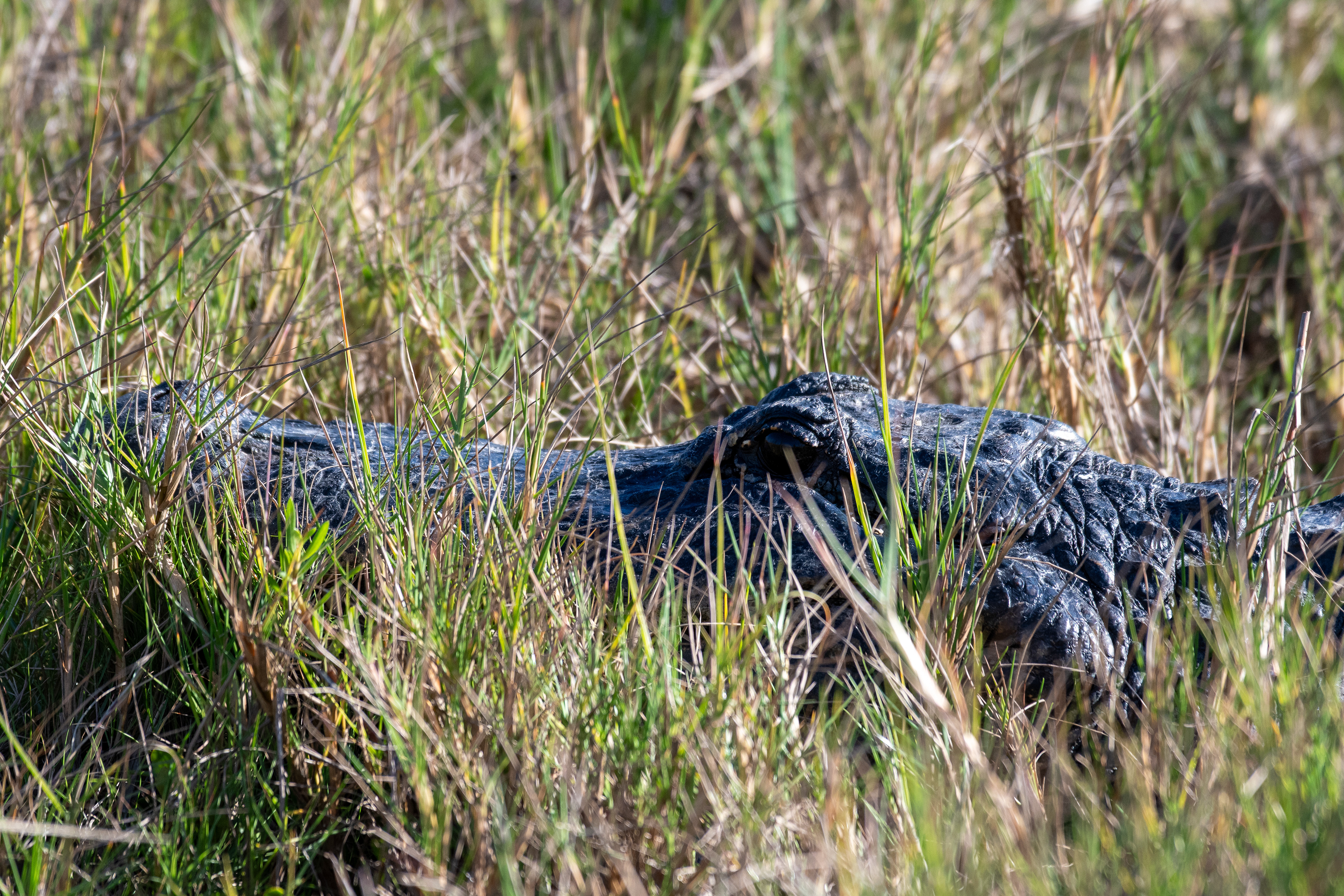 Merritt Island, Florida