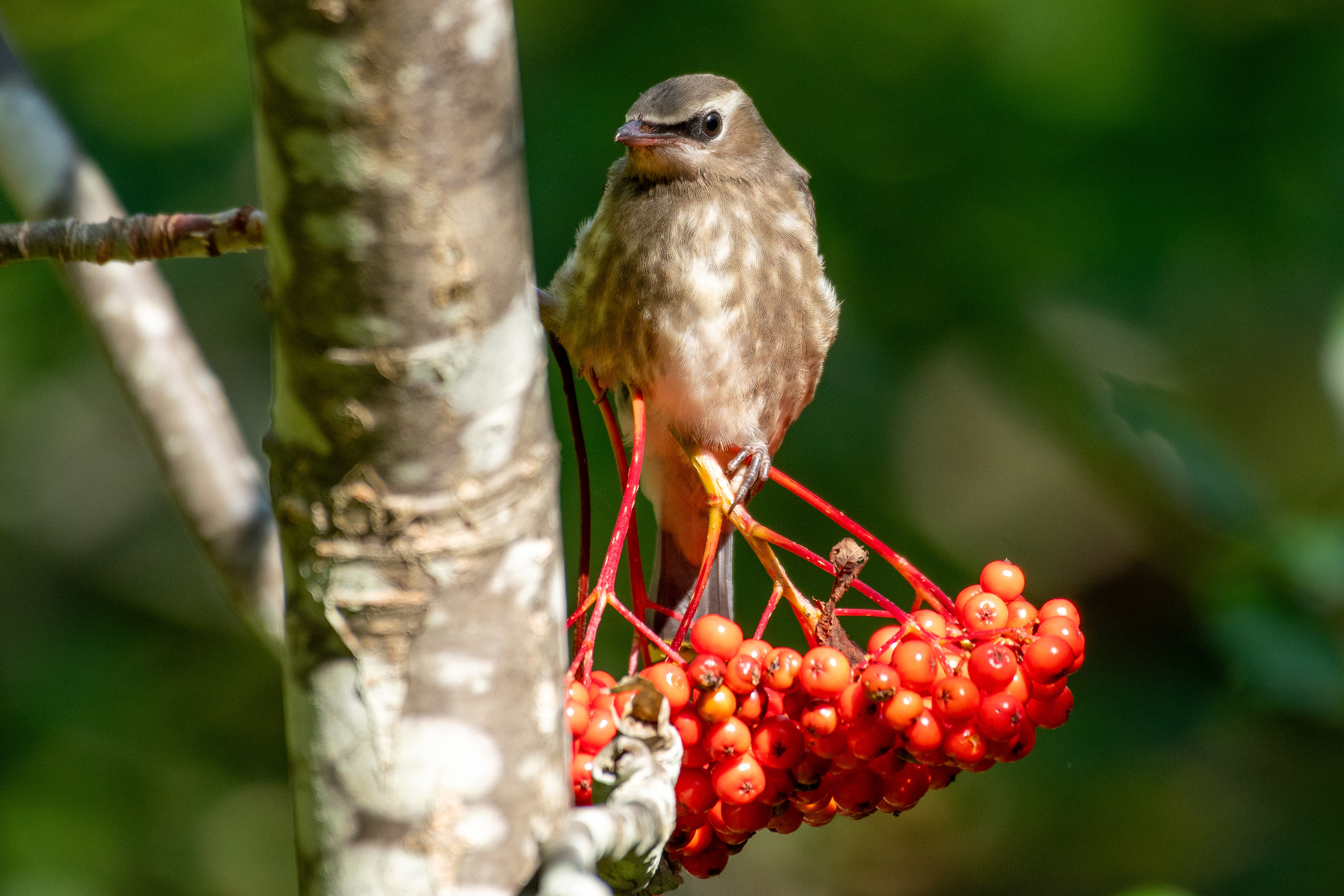 Juvenile cedar waxwing (Monhegan, ME)