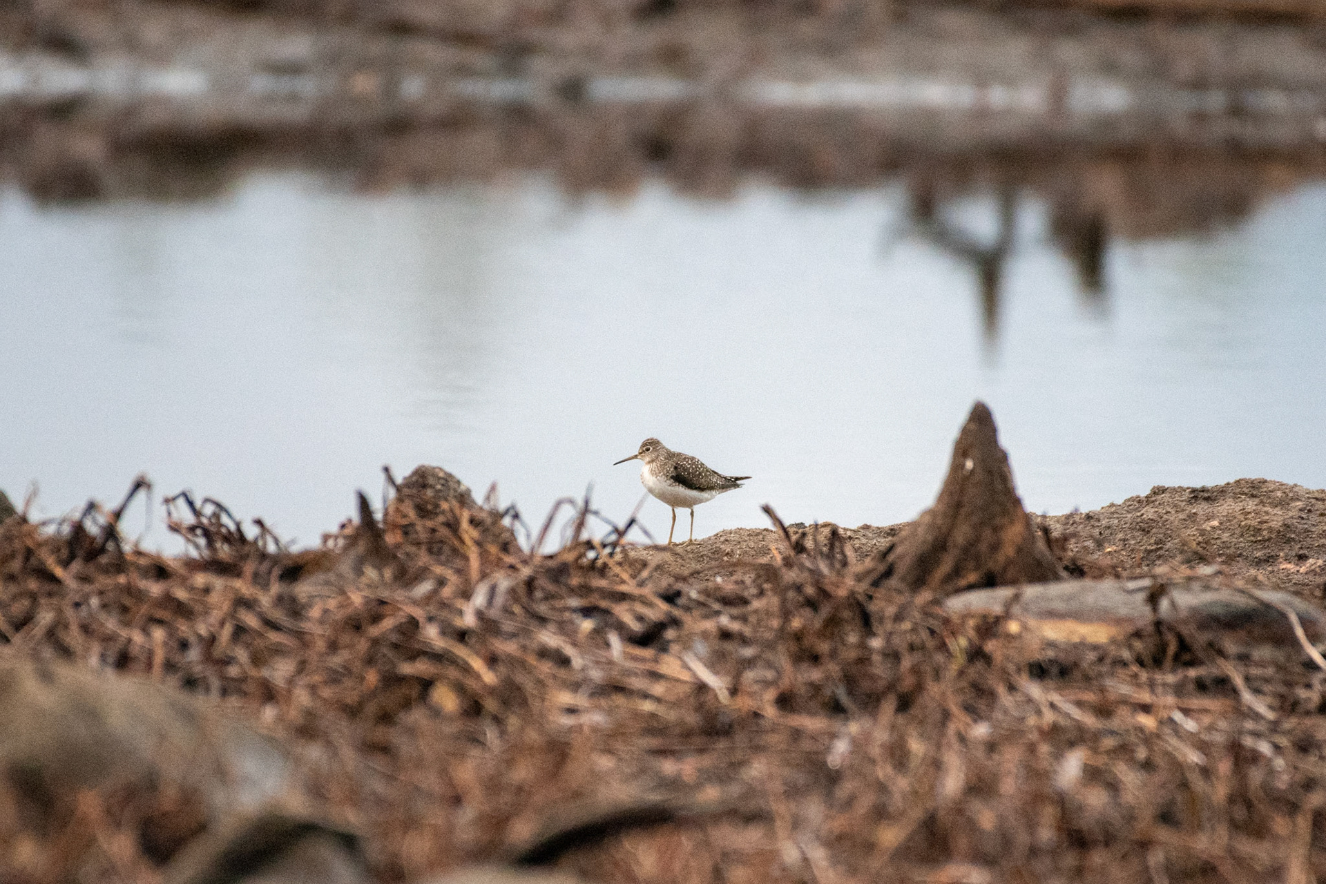 solitary sandpiper
