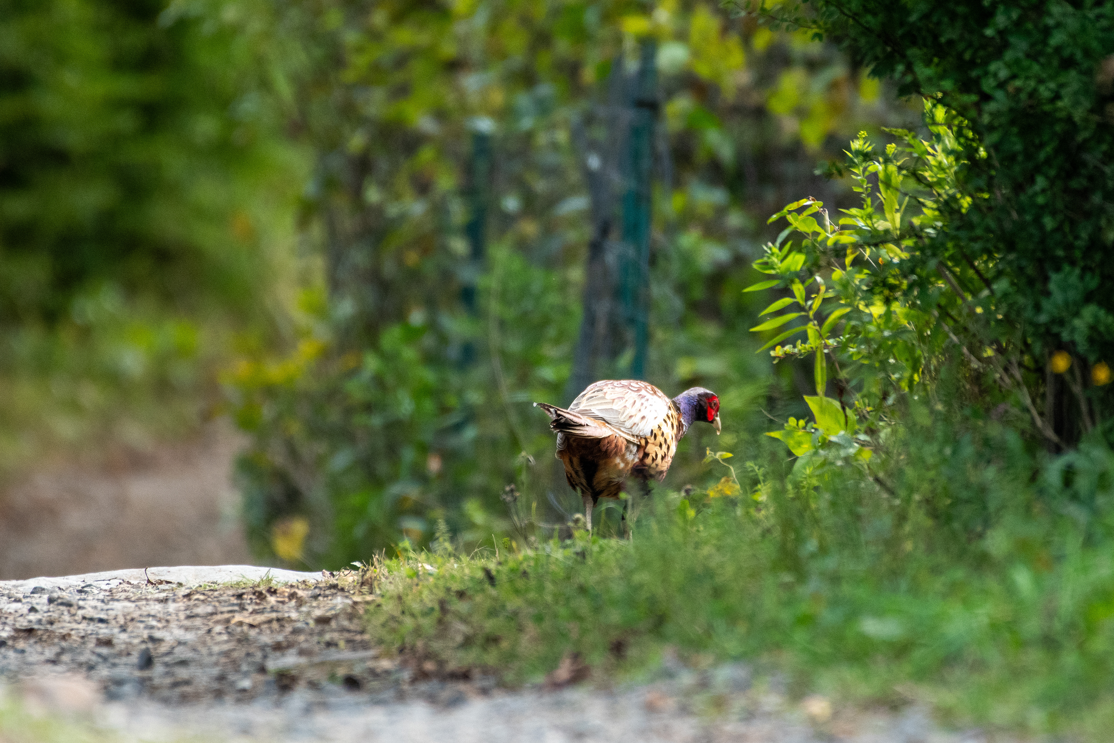 Male ring-necked pheasant (Monhegan, ME)