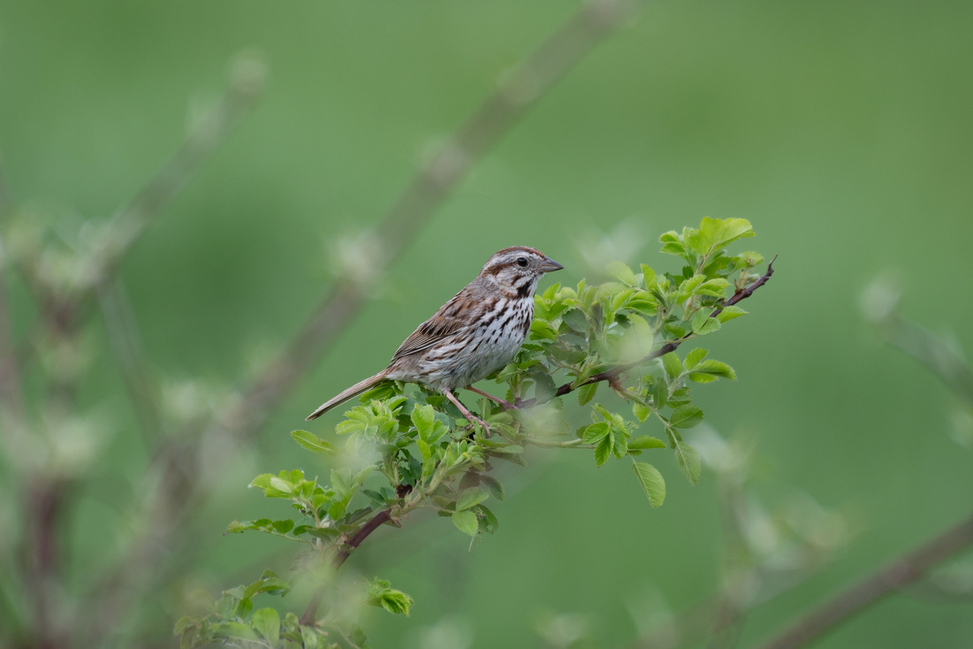 Song sparrow (Windsor, VT)