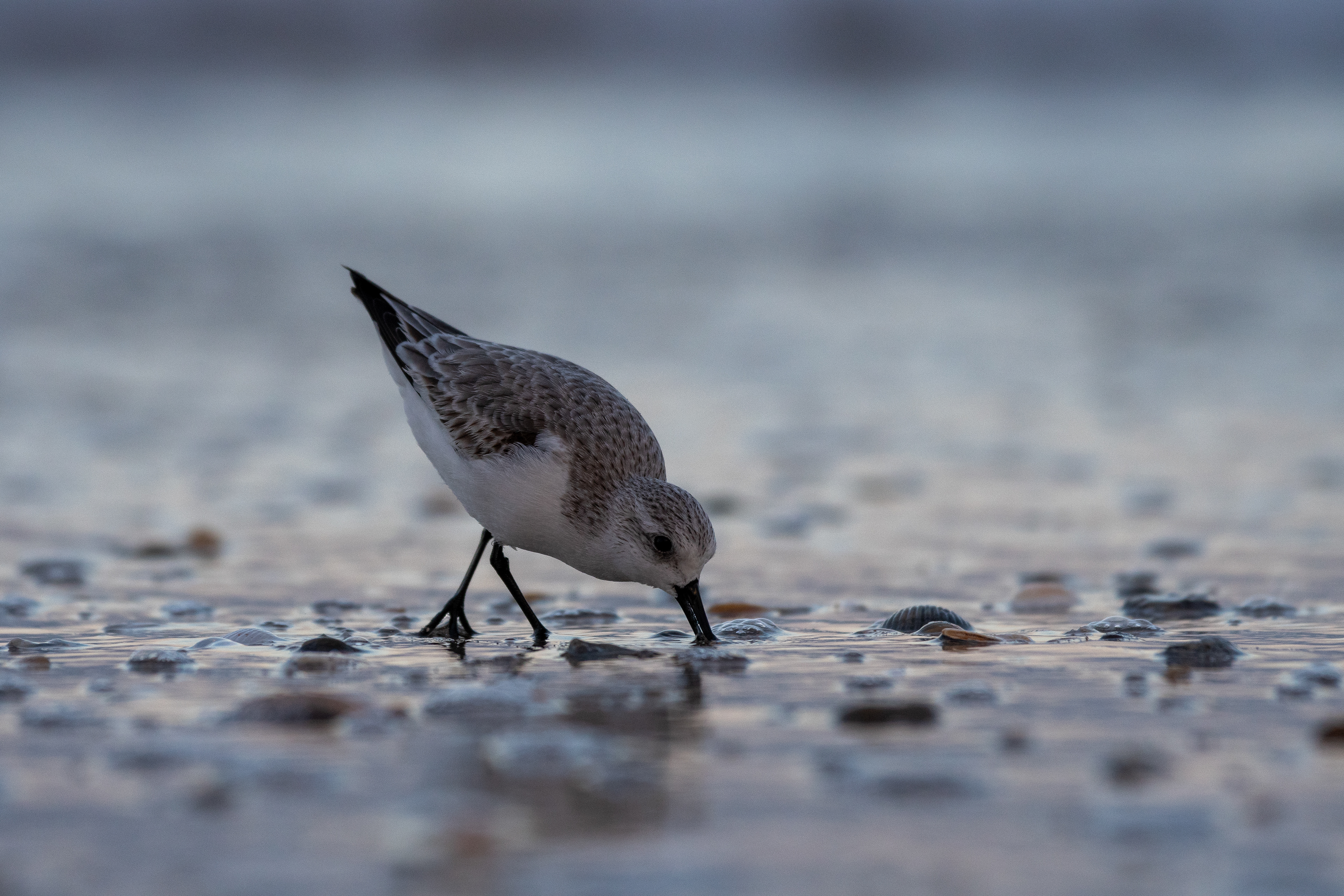 Sanderling