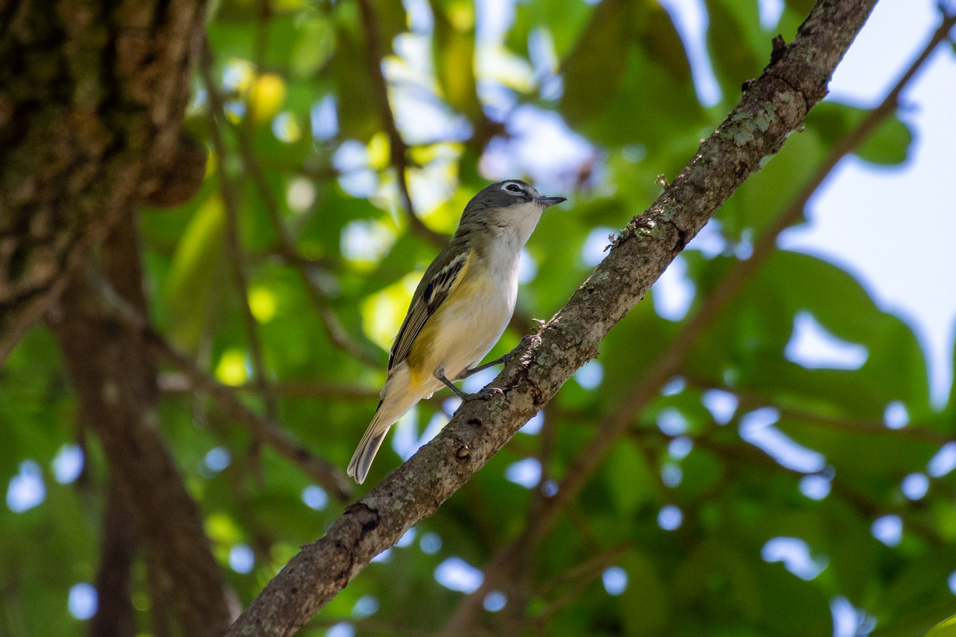 Blue-headed vireo