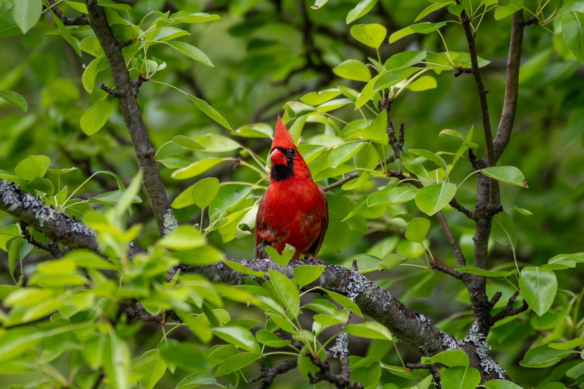 Northern cardinal (Enfield, NH)