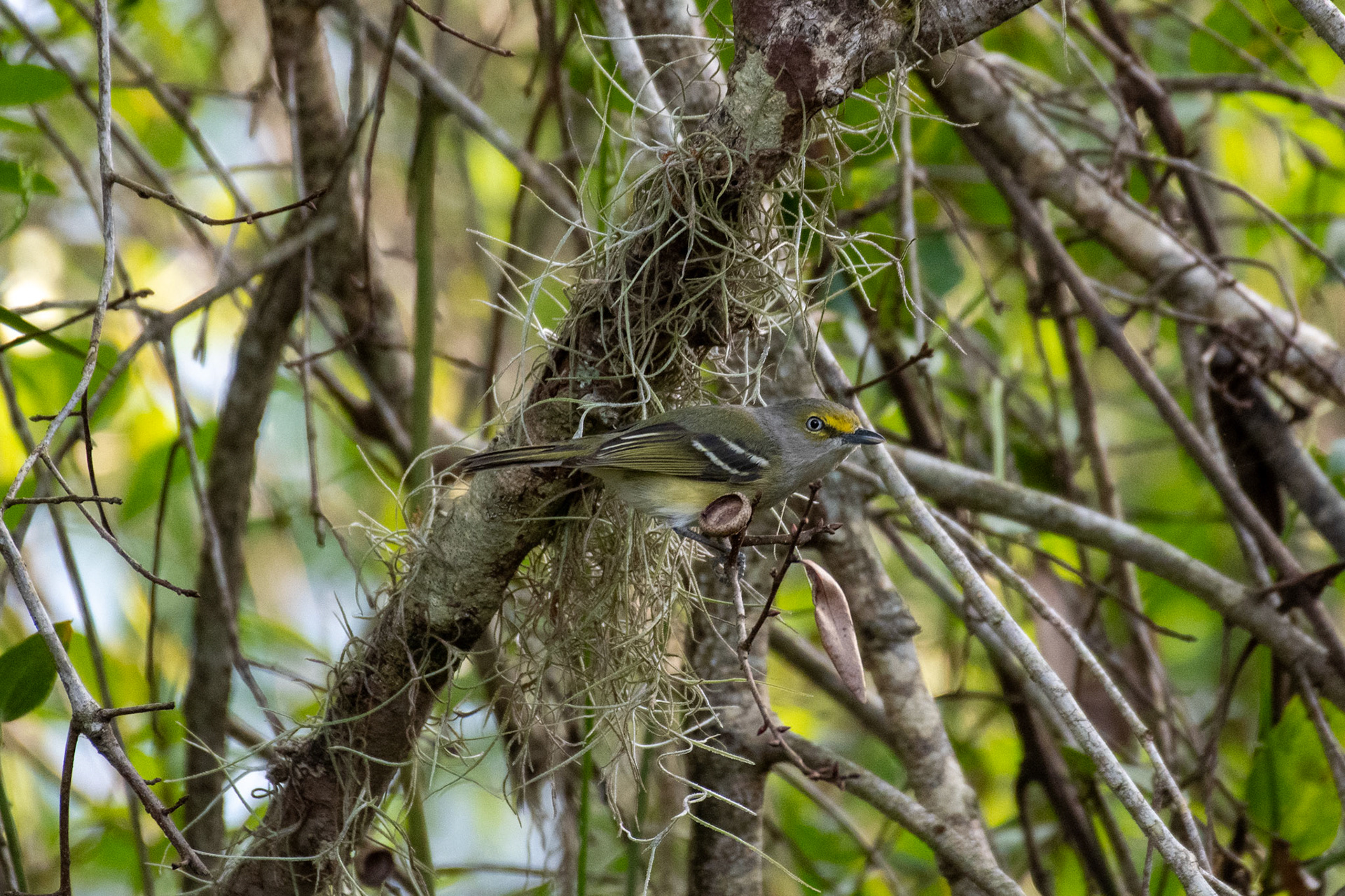 White-eyed Vireo