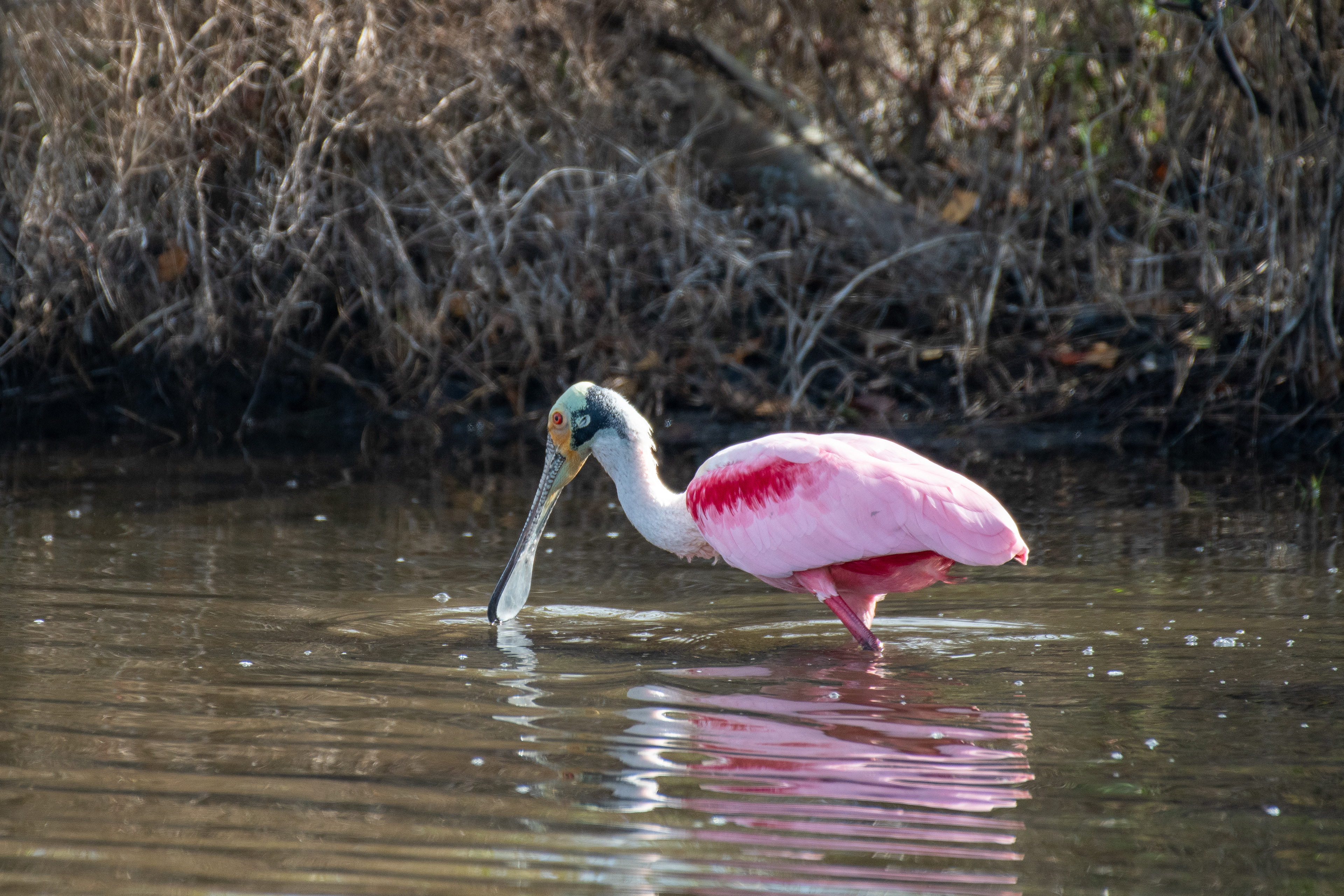 Roseatte spoonbill