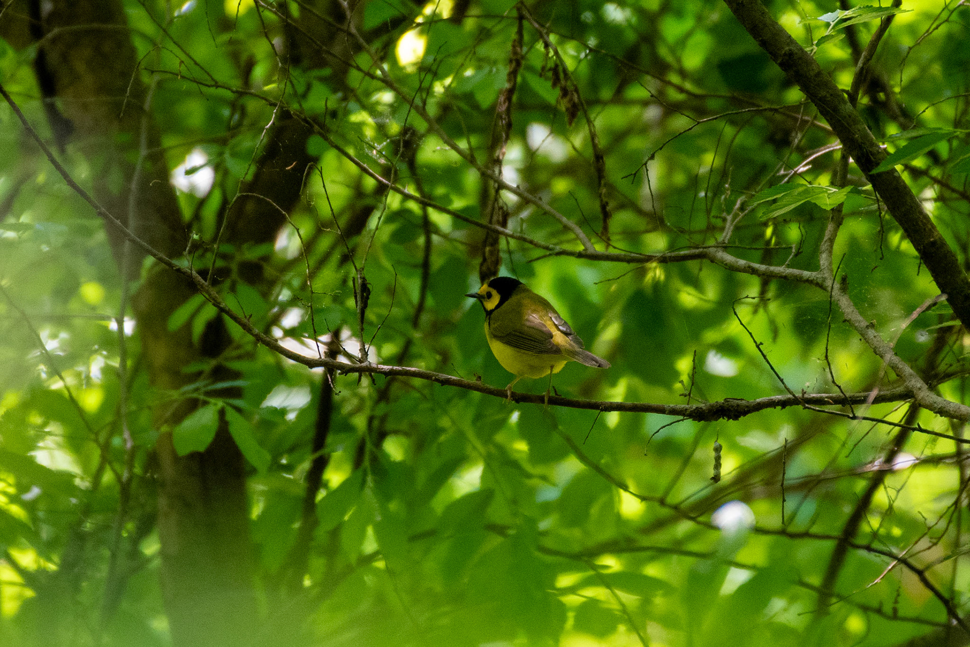 Hooded warbler